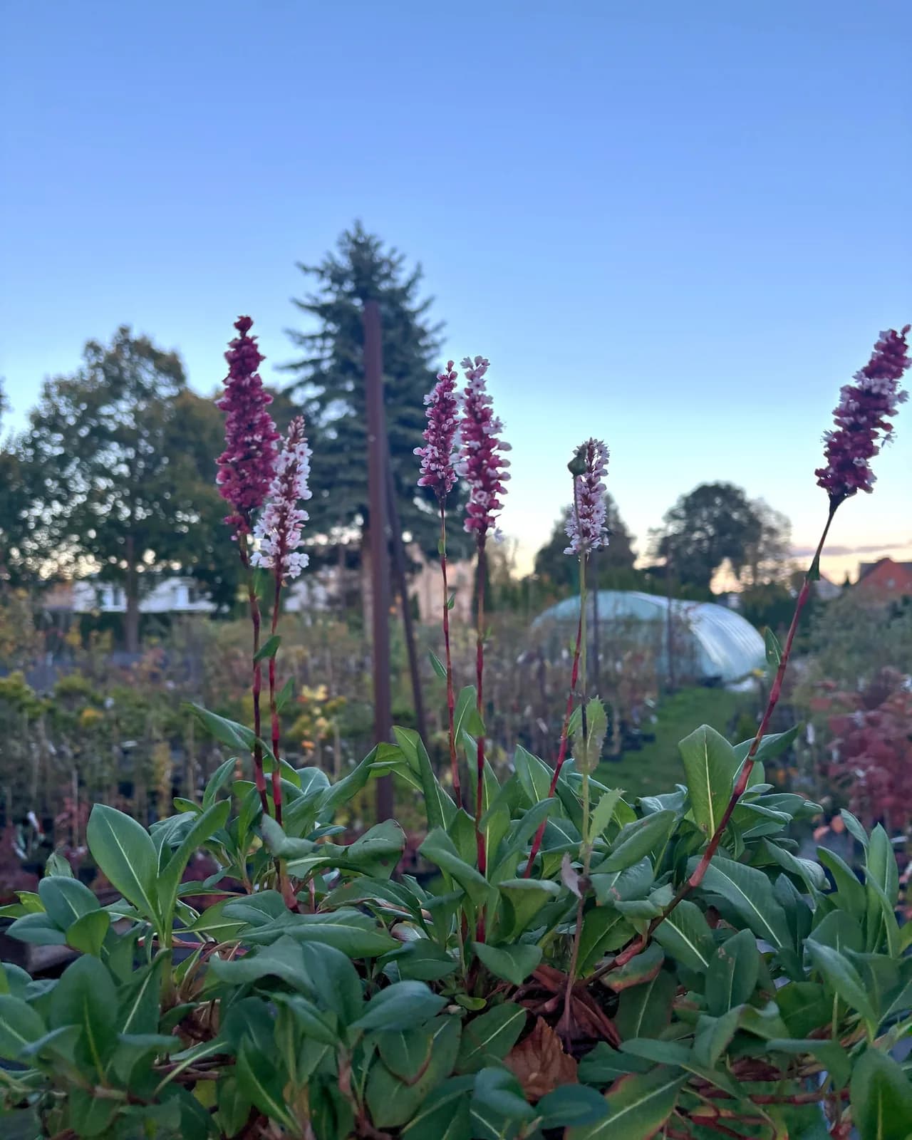Rdest wężownik Superba (Persicaria bistorta 'Superba'), Byliny z produkcji Świat Roślin, zdjęcie 1