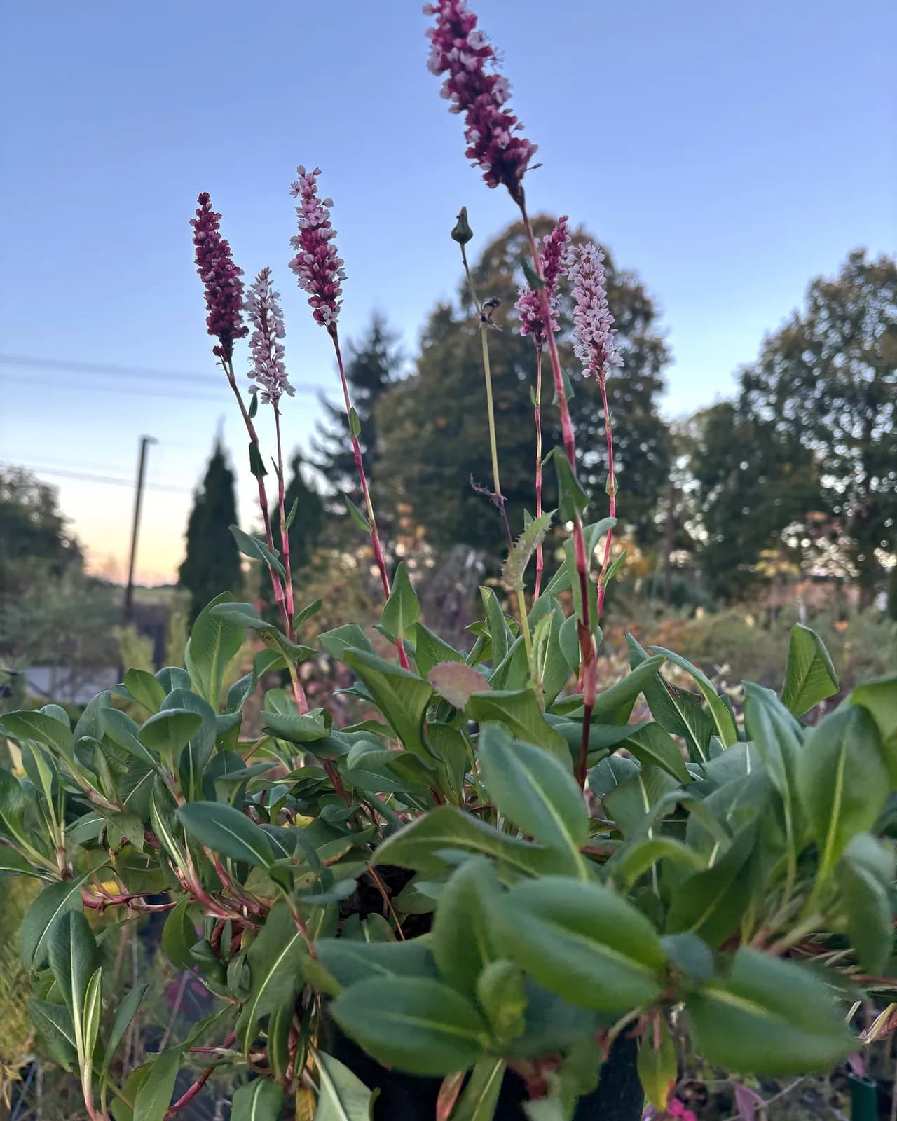 Rdest wężownik Superba (Persicaria bistorta 'Superba'), Byliny z produkcji Świat Roślin, zdjęcie 3
