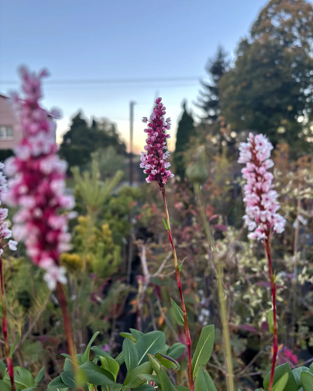 Rdest wężownik Superba (Persicaria bistorta 'Superba'), Byliny z produkcji Świat Roślin, zdjęcie 6