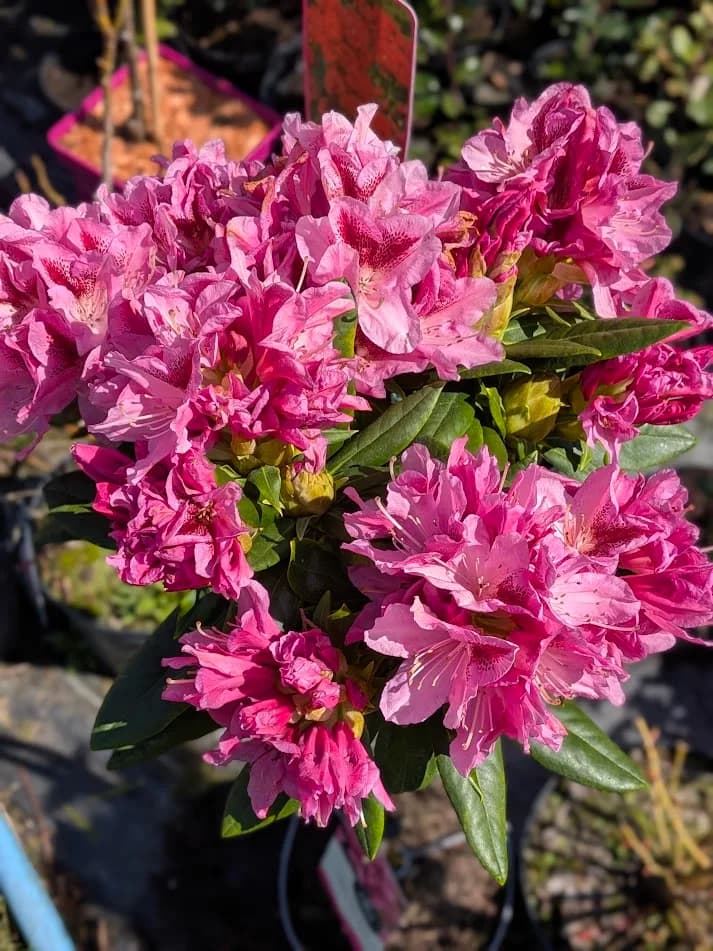 Rododendron 'Cosmopolitan' na pniu – Rododendrony