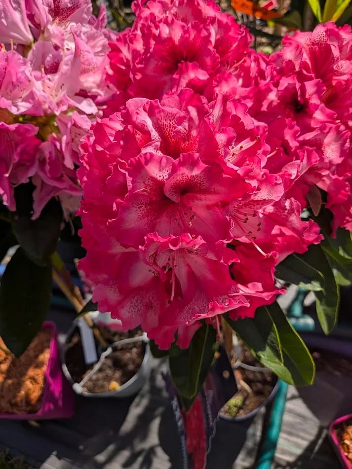 Rododendron 'Cosmopolitan' na pniu z bliska