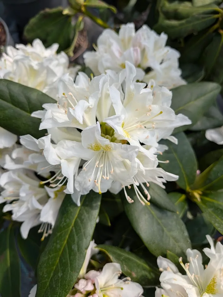 Rododendron 'Madame Masson' na pniu – Rododendrony