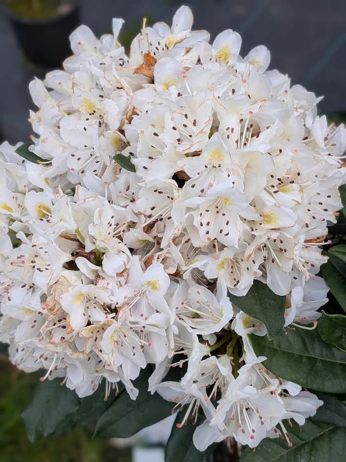 Rododendron 'Madame Masson' na pniu z bliska