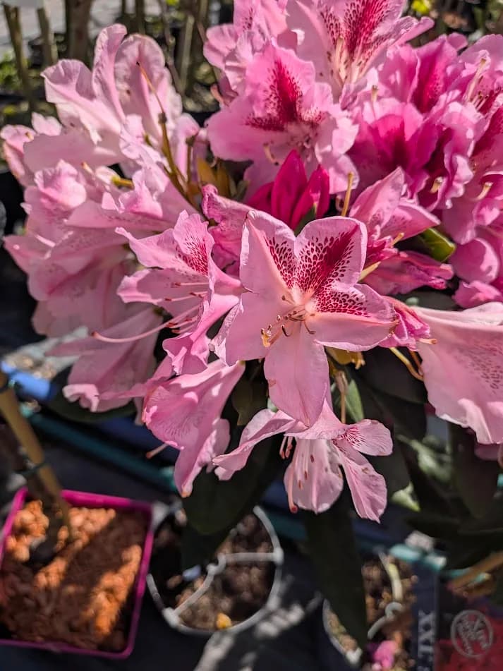 Rododendron 'Pink Tiger' na pniu – Rododendrony