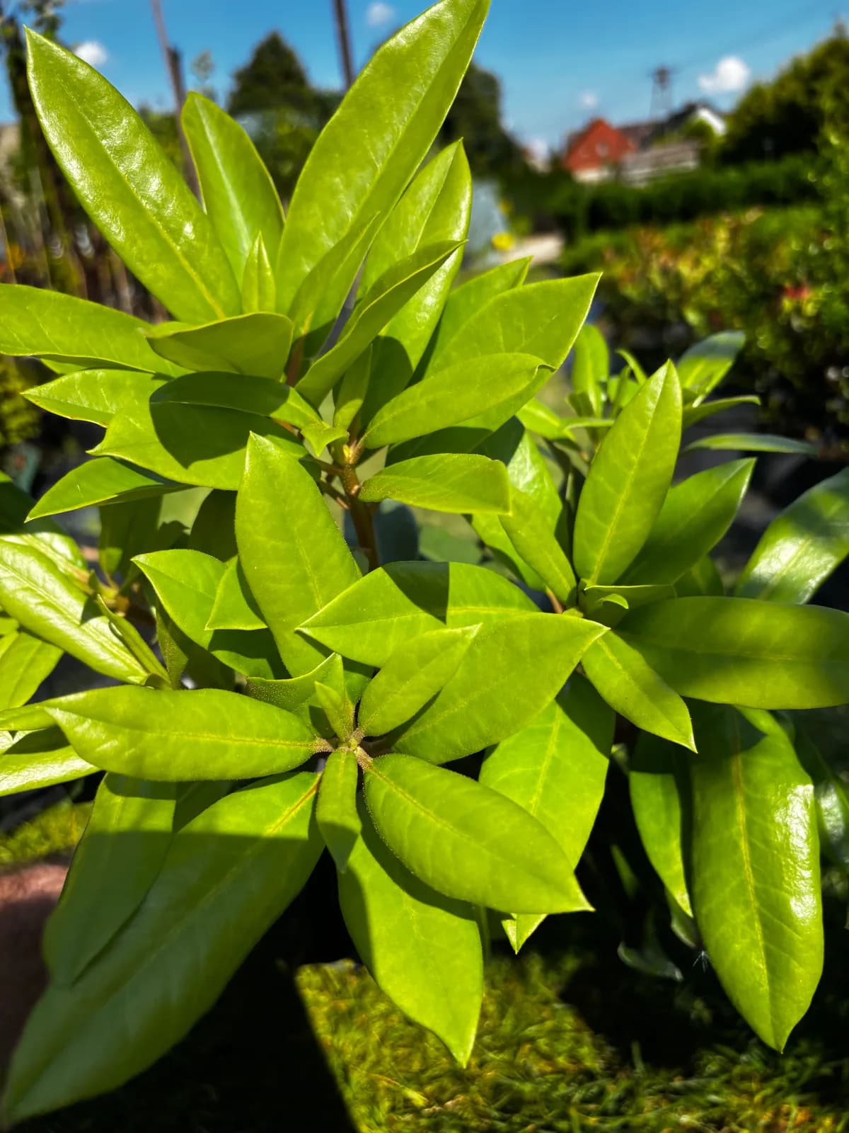 Rododendron 'Pink Tiger' na pniu z bliska