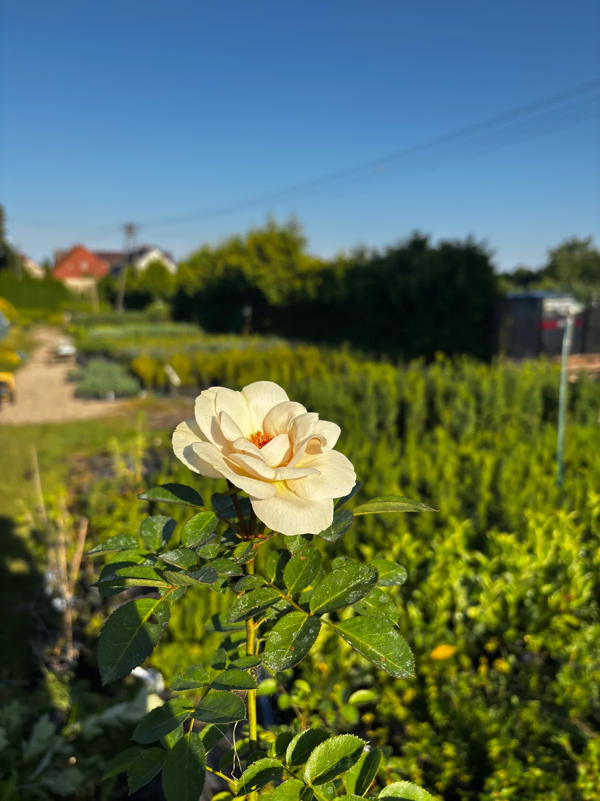 Róża krzewiasta J.P. Connell (Rosa 'J.P. Connell'), Róże z produkcji Świat Roślin, zdjęcie 1