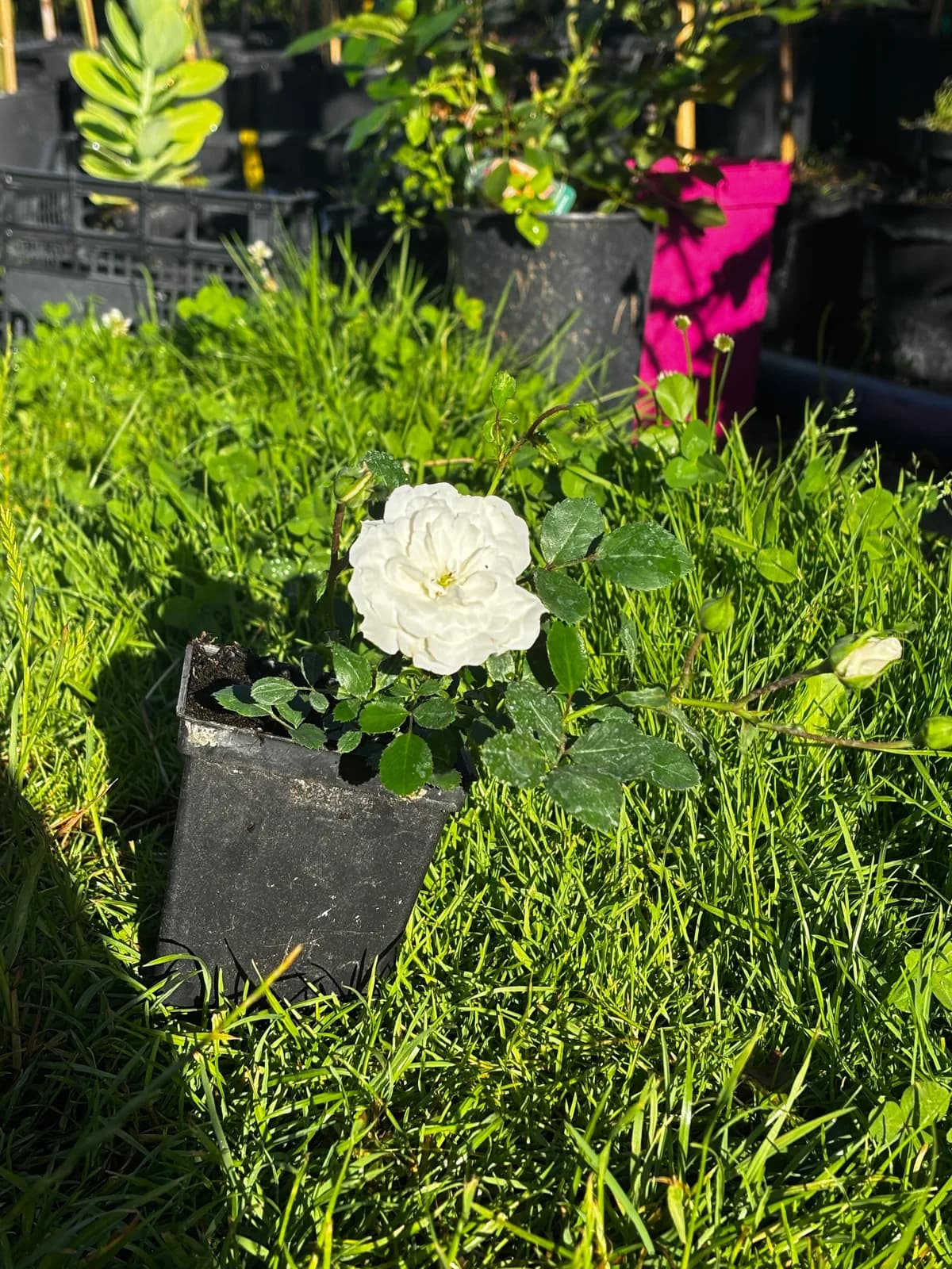 Róża okrywowa biała (Rosa (grupa okrywowa, odmiana o białych kwiatach)), Róże z produkcji Świat Roślin, zdjęcie 3