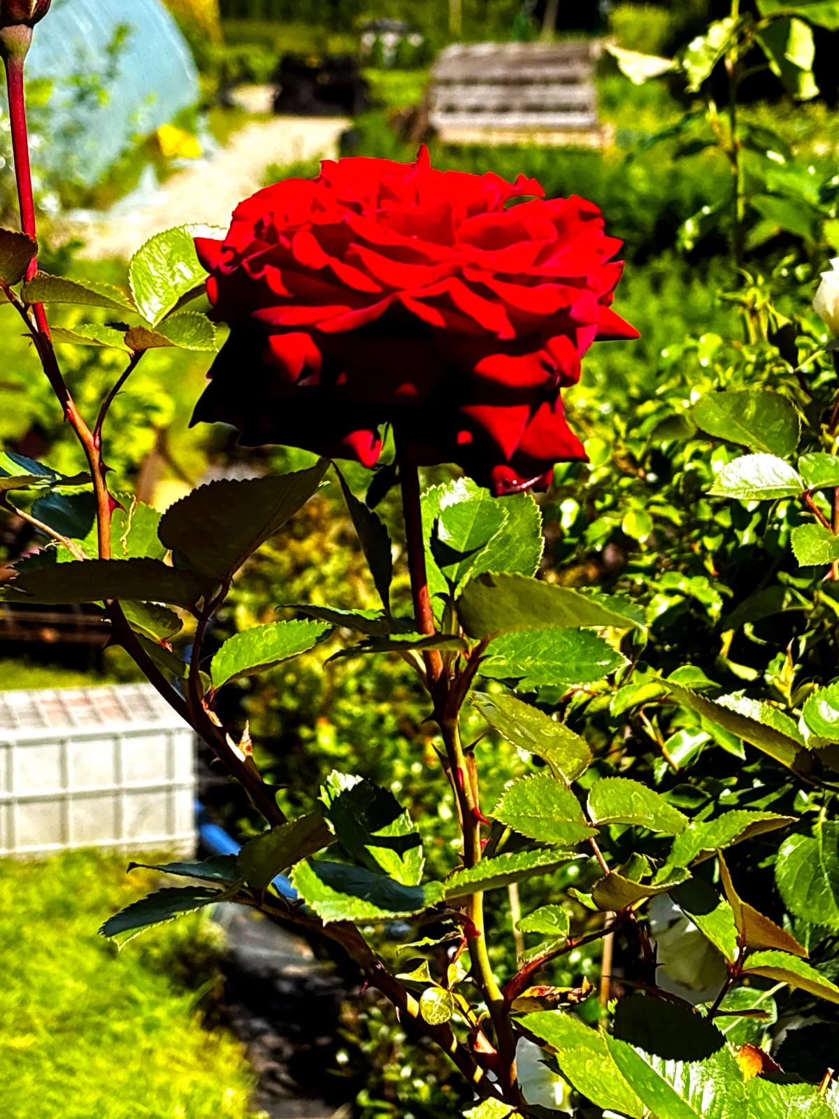 Róża wielkokwiatowa czerwona na pniu (Rosa (róża wielkokwiatowa, forma pienna)), Róże z produkcji Świat Roślin, zdjęcie 3