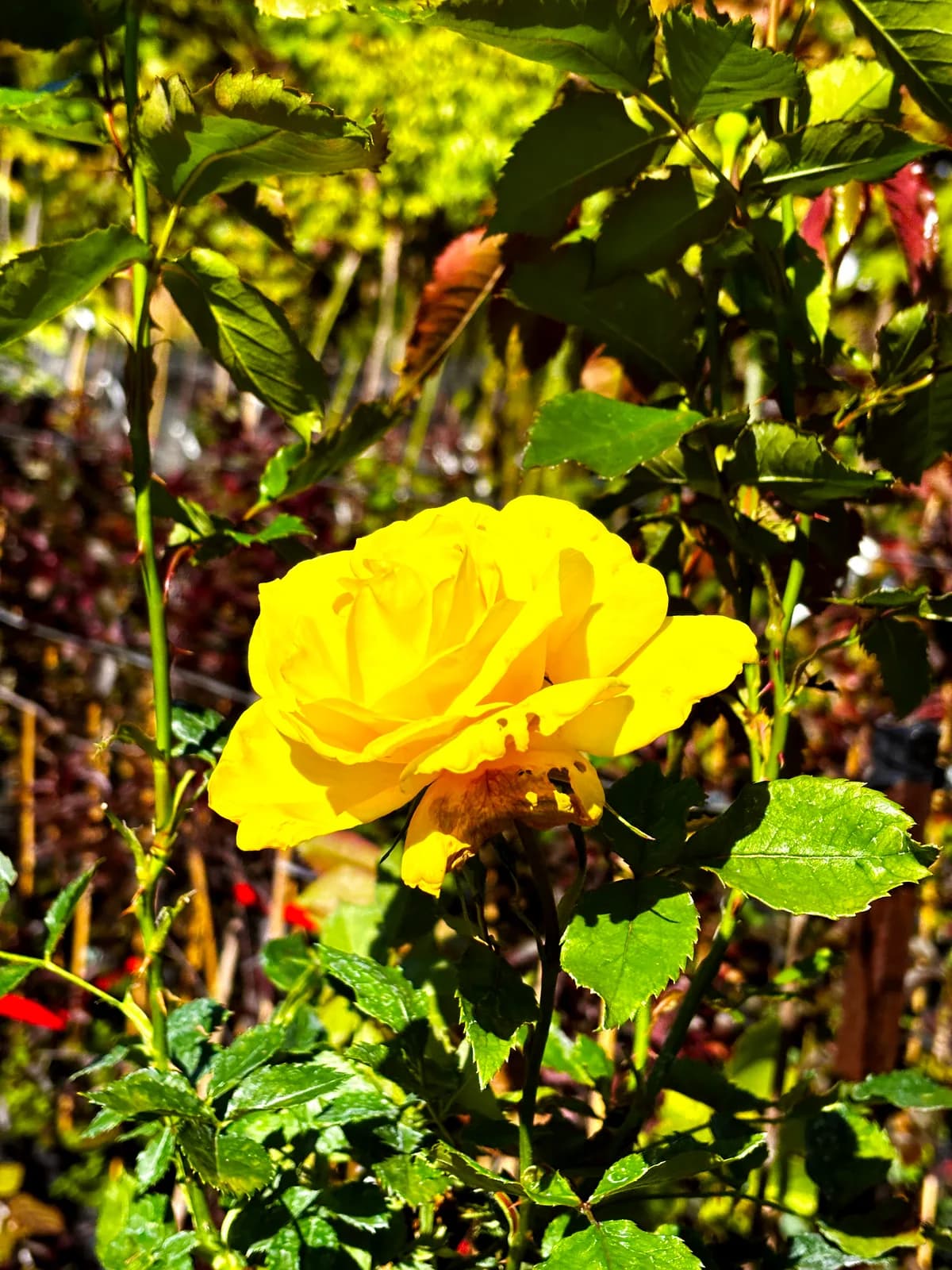 Róża wielkokwiatowa żółta na pniu (Rosa (róża wielkokwiatowa, forma pienna)), Róże z produkcji Świat Roślin, zdjęcie 3