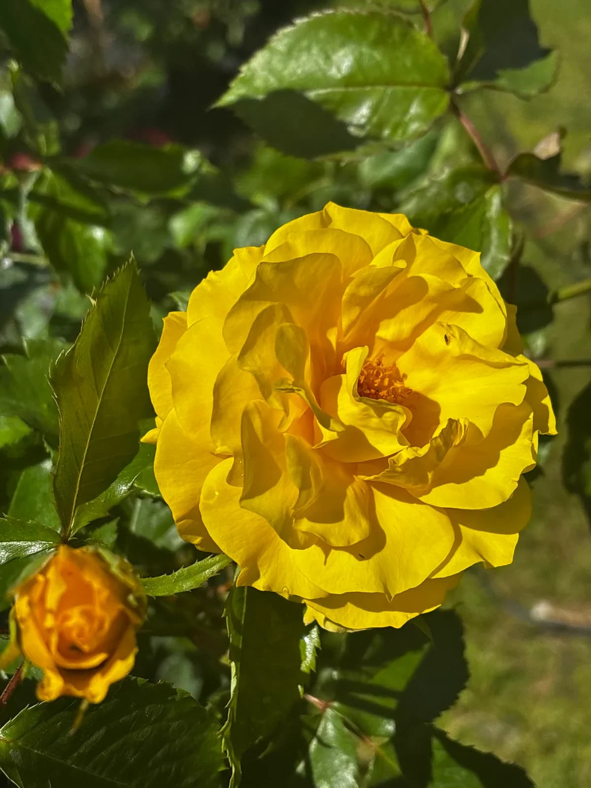 Róża żółta na pniu (Rosa), Róże z produkcji Świat Roślin, zdjęcie 3