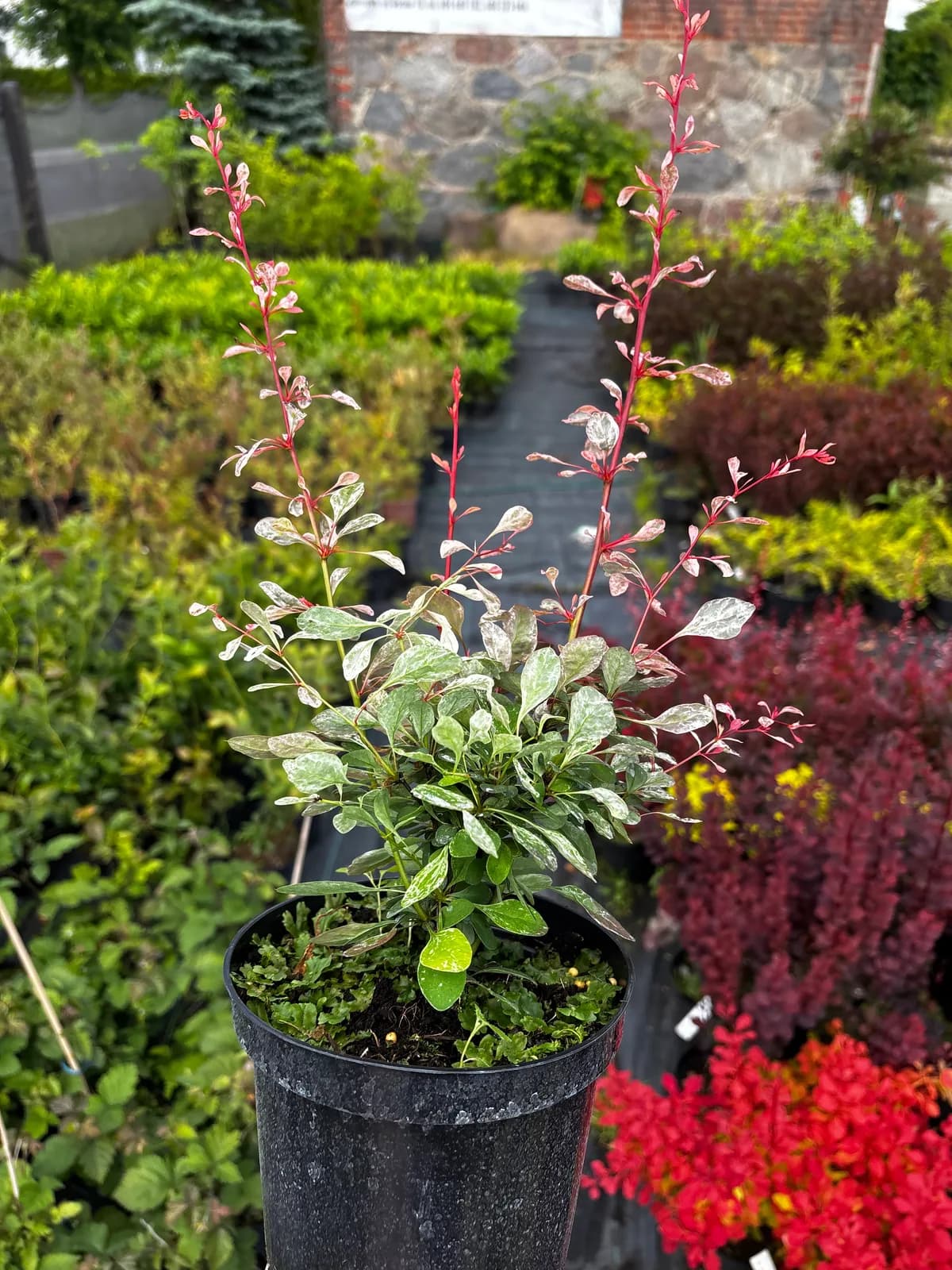 Berberys Thunberga Flamingo w uprawie