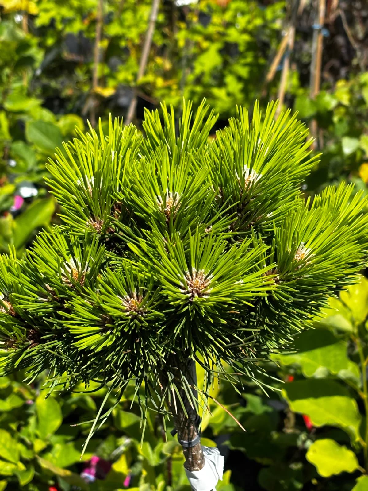 Sosna czarna Cebennensis Nana na pniu – Iglaki