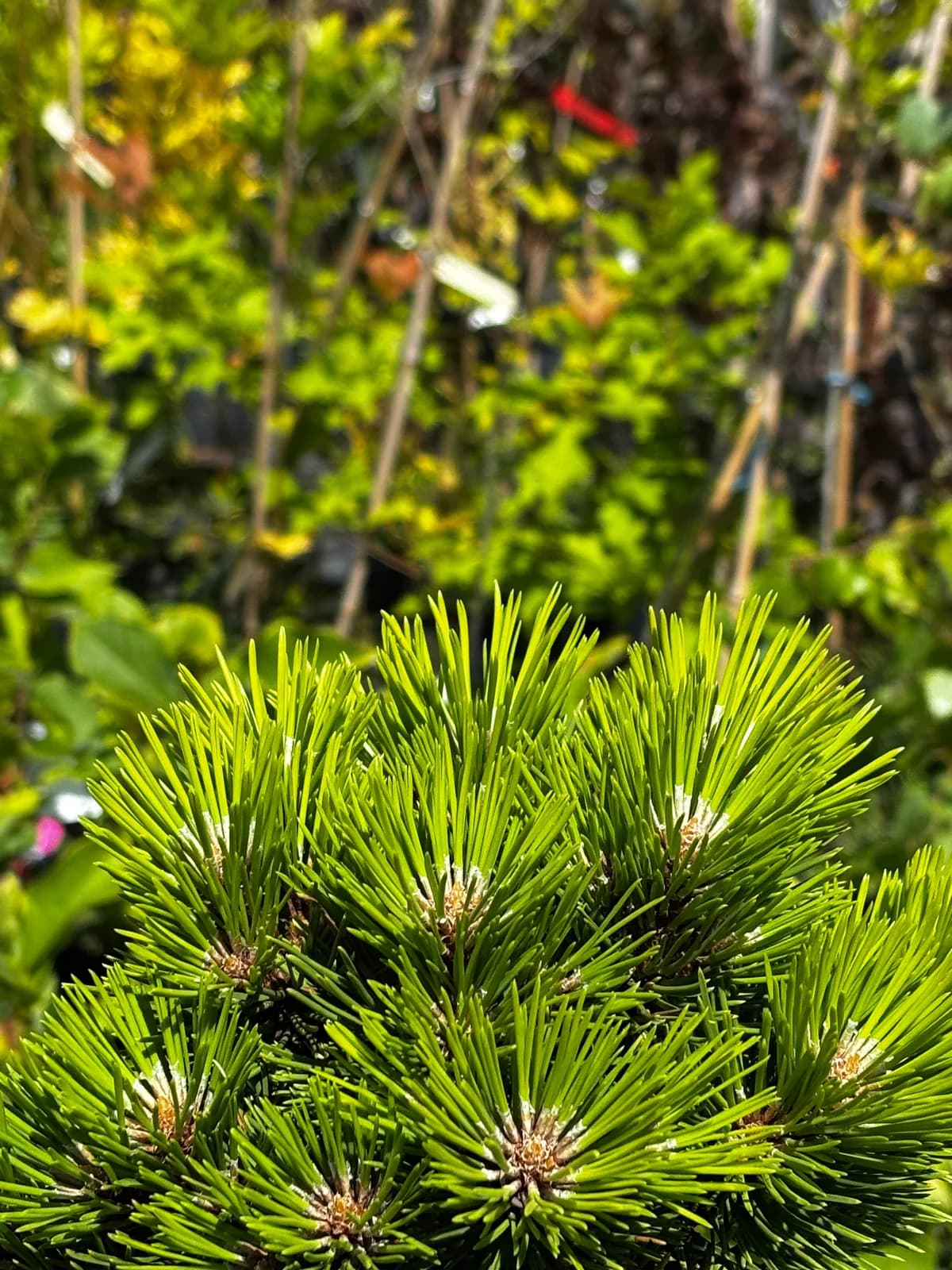 Sosna czarna Cebennensis Nana na pniu (Pinus nigra 'Cebennensis Nana' (forma szczepiona na pniu)), Iglaki z produkcji Świat Roślin, zdjęcie 3