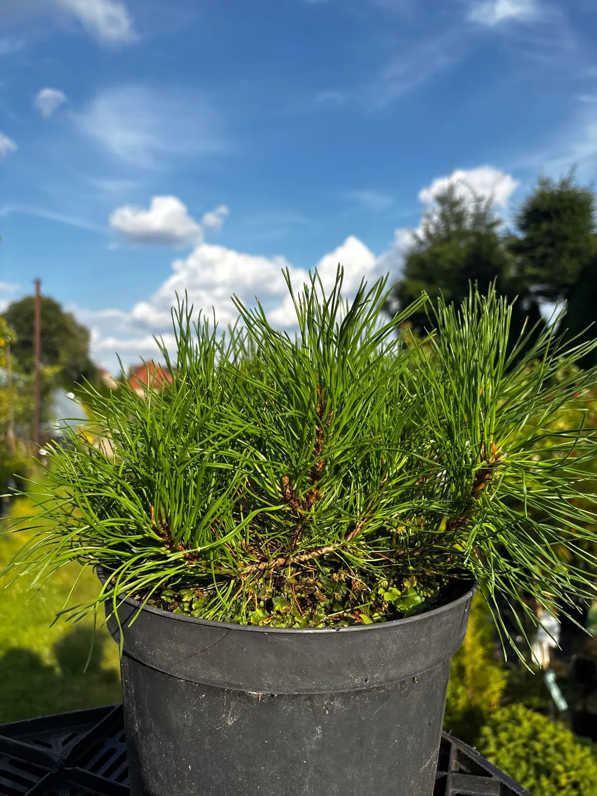 Sosna górska Pumilio (Pinus mugo 'Pumilio'), Iglaki z produkcji Świat Roślin, zdjęcie 3
