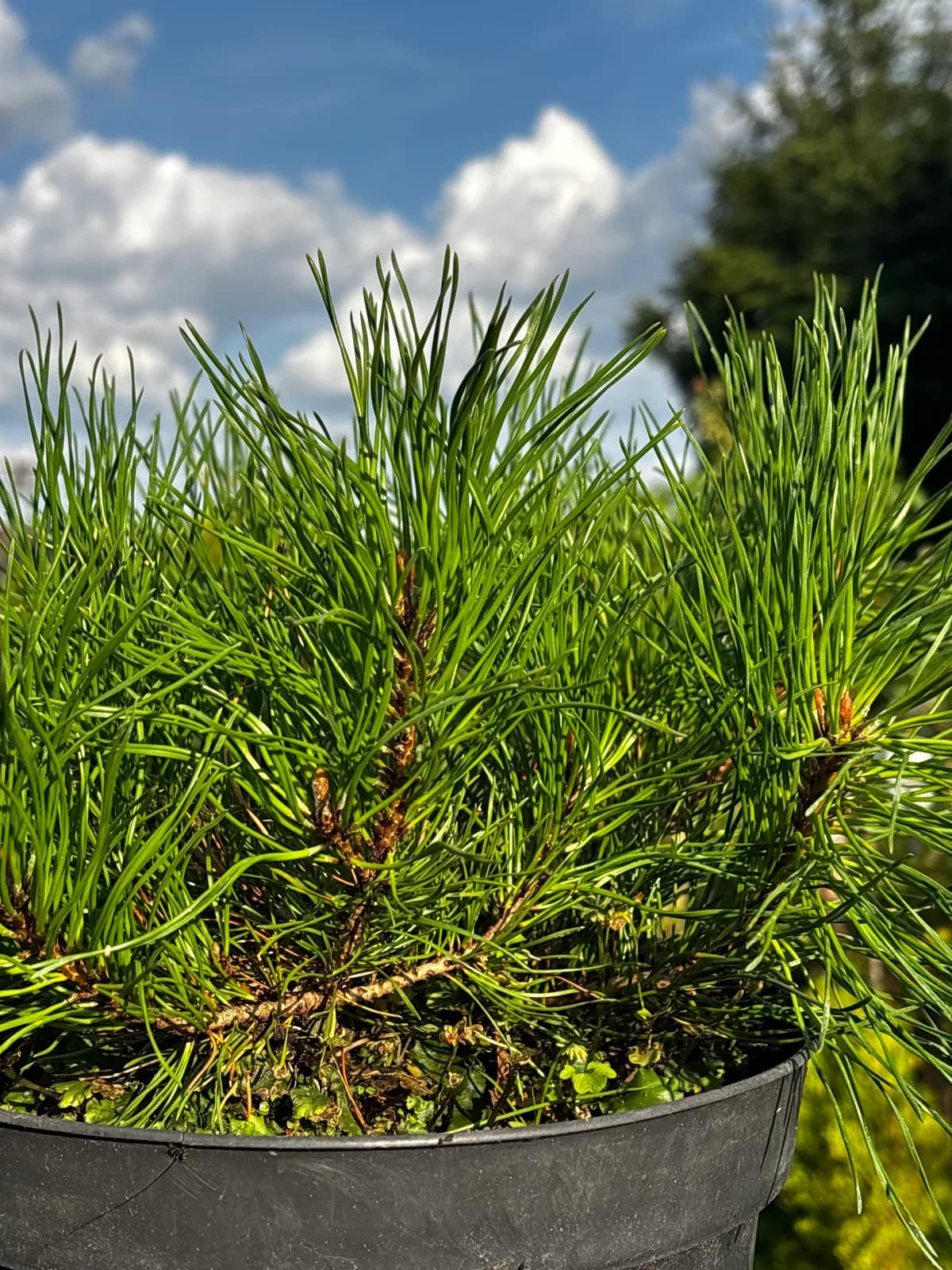 Sosna górska Pumilio (Pinus mugo 'Pumilio'), Iglaki z produkcji Świat Roślin, zdjęcie 1