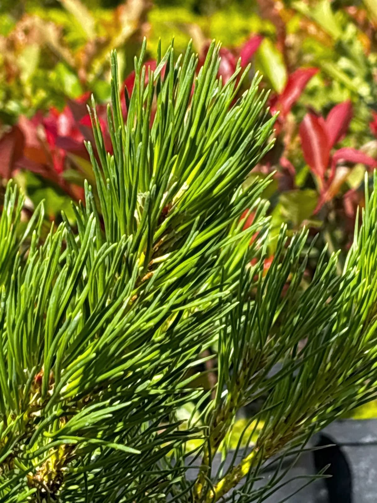 Sosna górska Pumilio (Pinus mugo 'Pumilio'), Iglaki z produkcji Świat Roślin, zdjęcie 5
