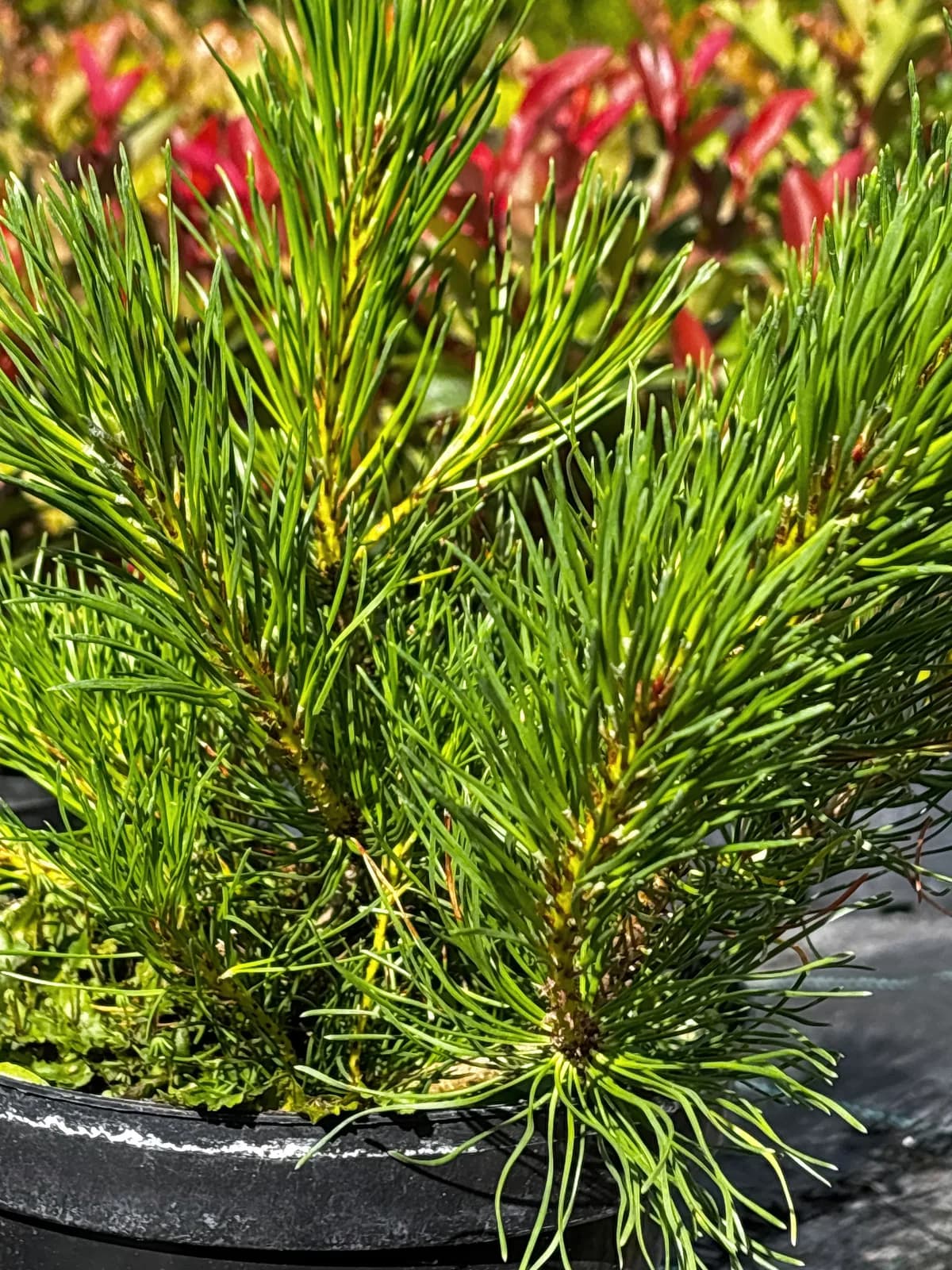 Sosna górska Pumilio (Pinus mugo 'Pumilio'), Iglaki z produkcji Świat Roślin, zdjęcie 6