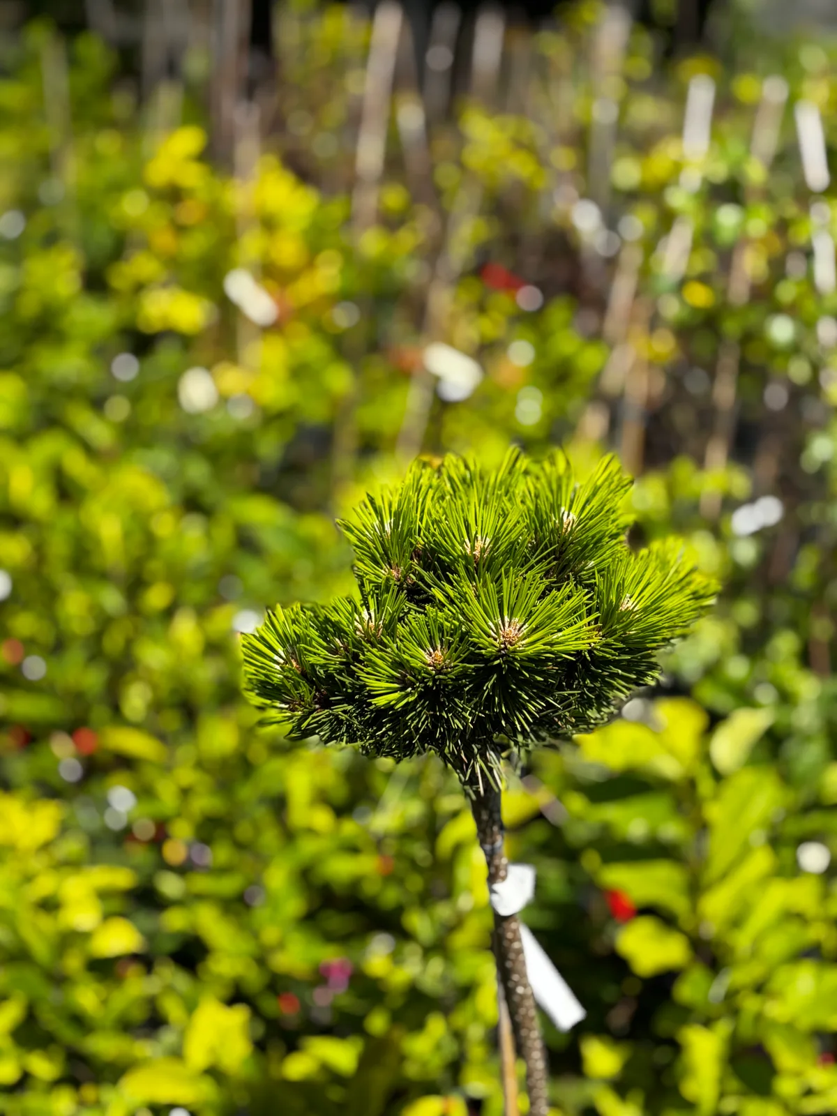 Sosna bośniacka Schmidtii na pniu (Pinus heldreichii 'Schmidtii' (forma szczepiona na pniu)), Iglaki z produkcji Świat Roślin, zdjęcie 3