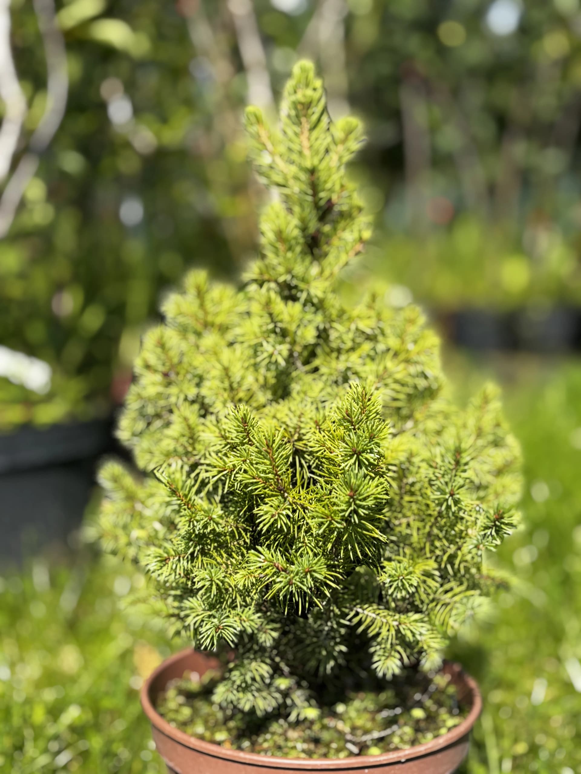 Świerk biały Rainbow's End (Picea glauca 'Rainbow's End'), Iglaki z produkcji Świat Roślin, zdjęcie 1