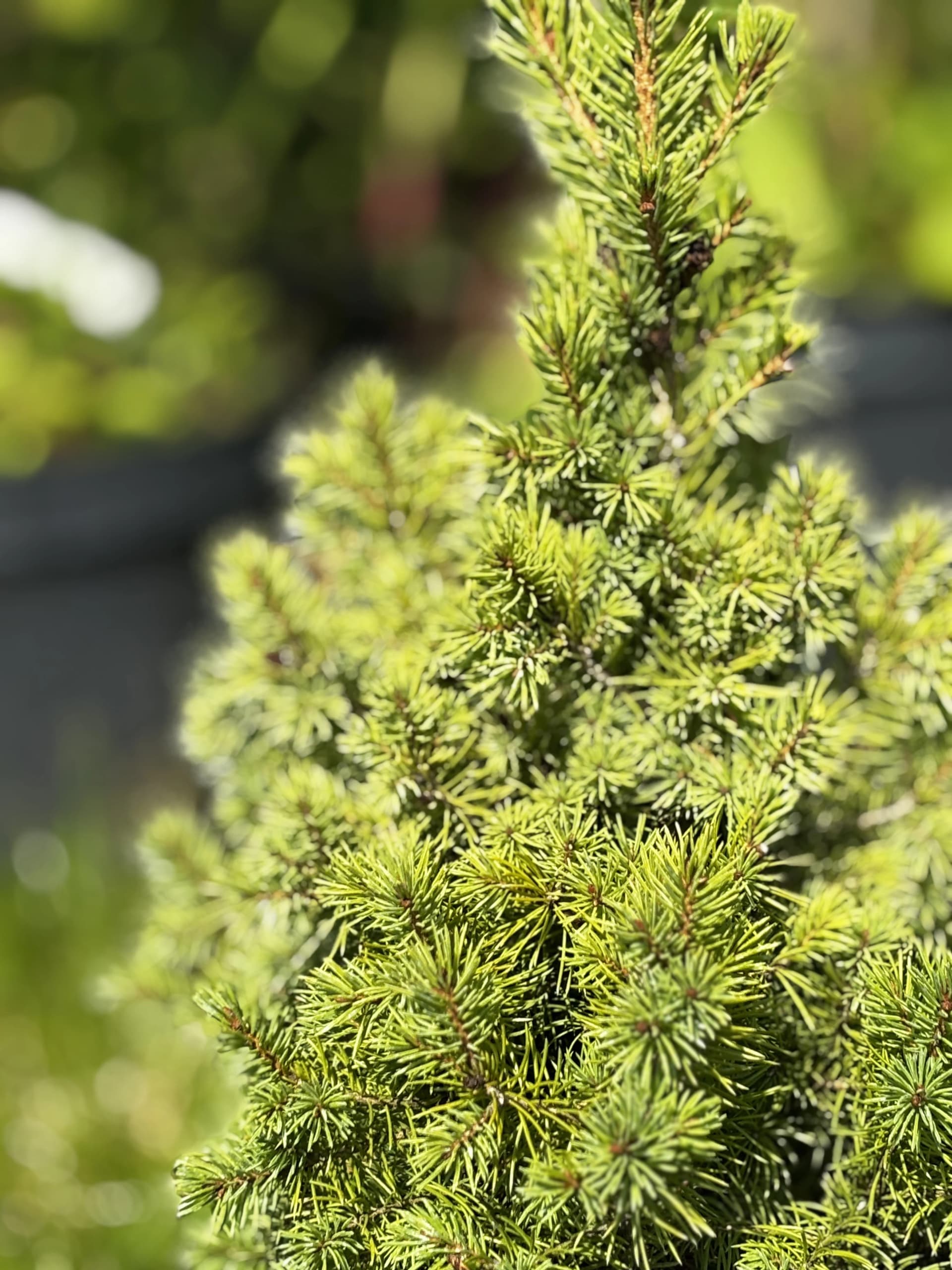 Świerk biały Rainbow's End (Picea glauca 'Rainbow's End'), Iglaki z produkcji Świat Roślin, zdjęcie 3