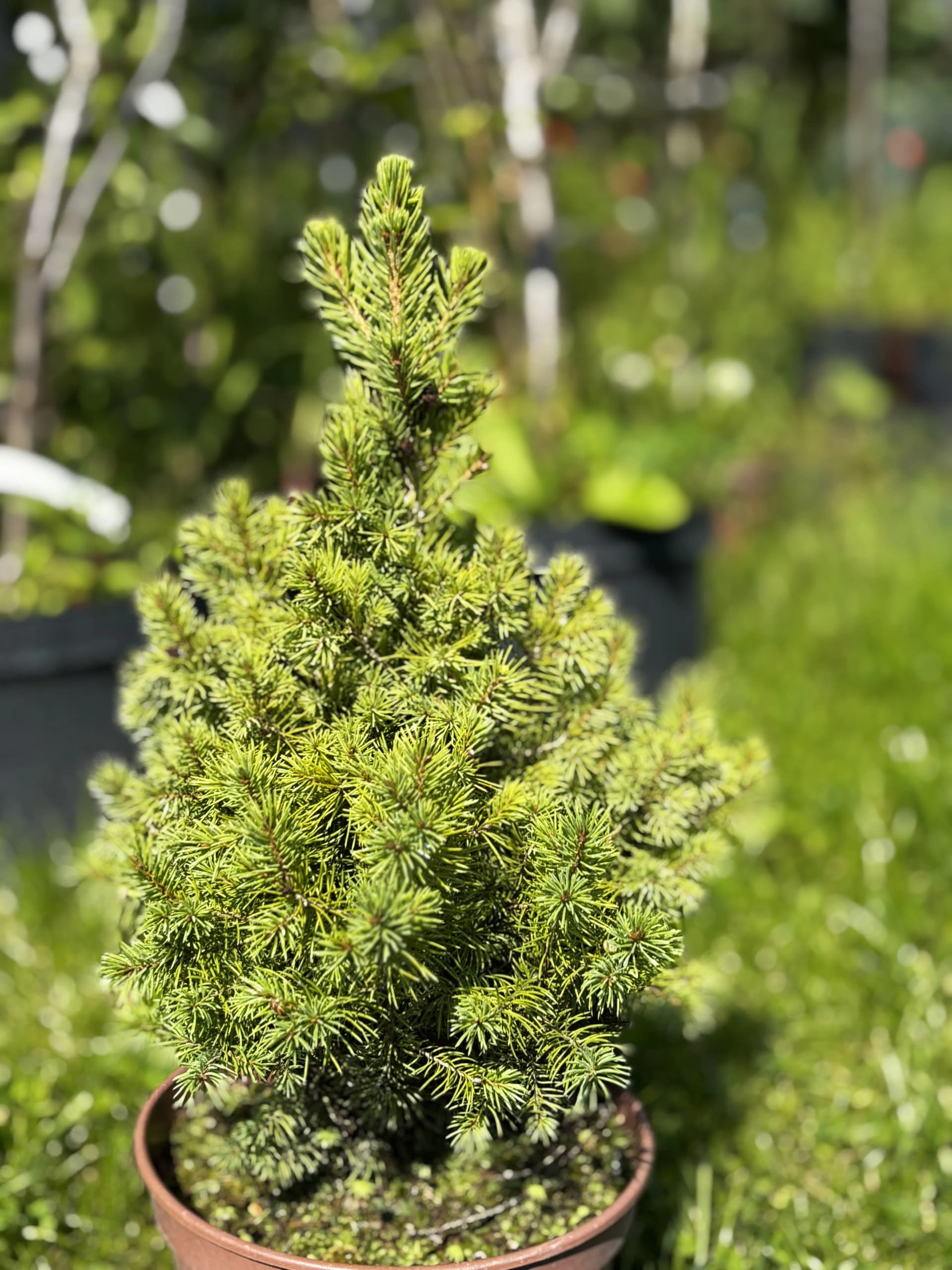 Świerk biały Rainbow's End (Picea glauca 'Rainbow's End'), Iglaki z produkcji Świat Roślin, zdjęcie 5