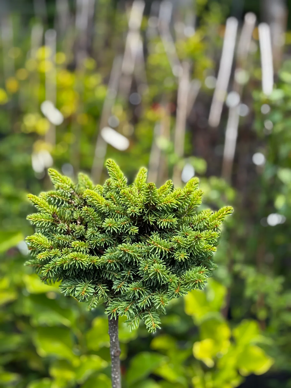 Świerk kłujący Glauca Globosa na pniu (Picea pungens 'Glauca Globosa' (forma szczepiona na pniu)), Iglaki z produkcji Świat Roślin, zdjęcie 3