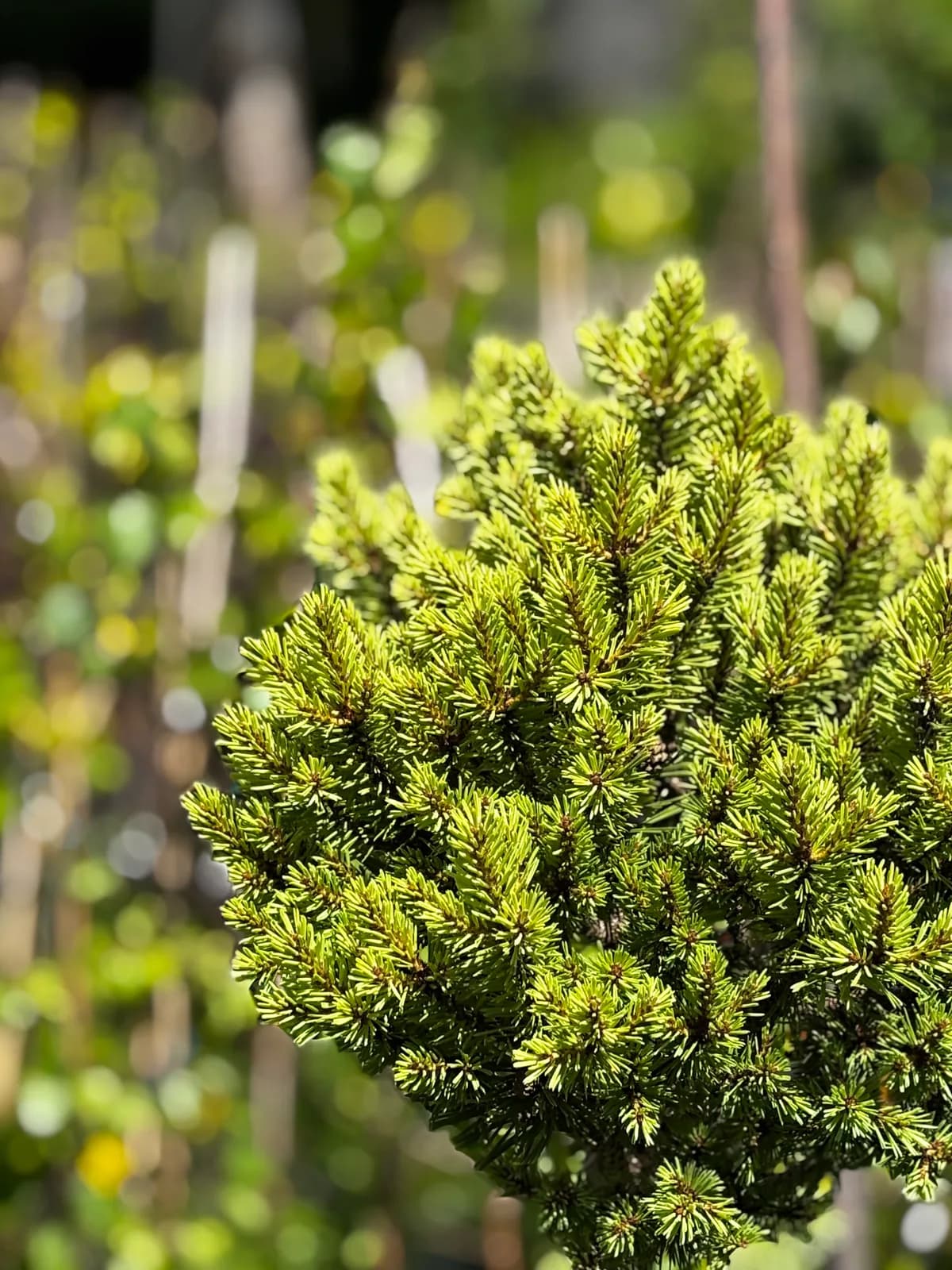 Świerk pospolity Gold Nugget na pniu (Picea abies 'Gold Nugget' (syn. 'Aurea WB', forma szczepiona na pniu)), Iglaki z produkcji Świat Roślin, zdjęcie 3