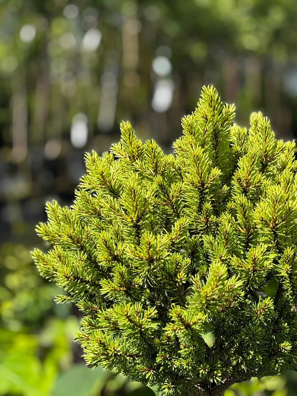 Świerk pospolity Gold Nugget na pniu (Picea abies 'Gold Nugget' (syn. 'Aurea WB', forma szczepiona na pniu)), Iglaki z produkcji Świat Roślin, zdjęcie 5