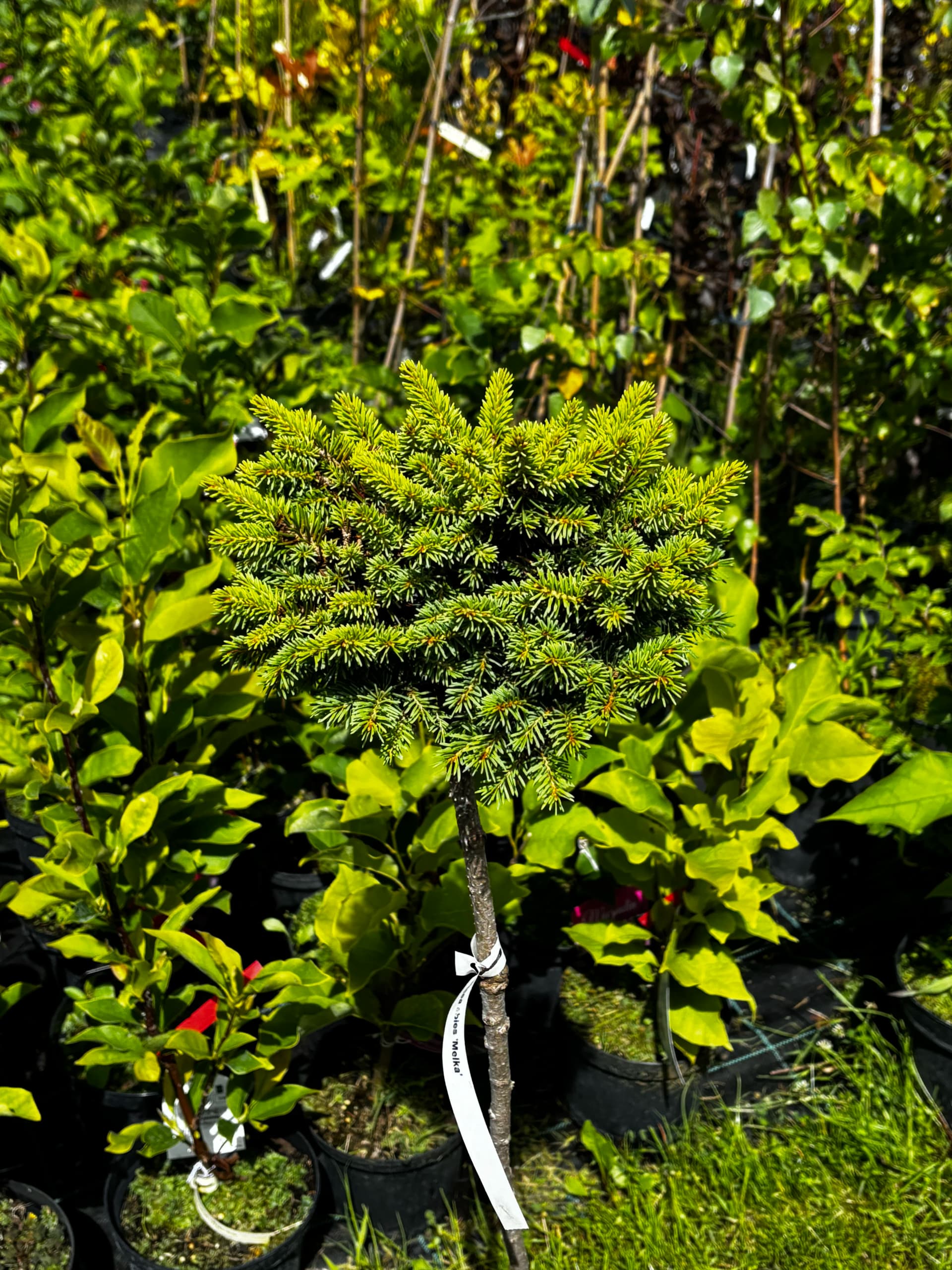 Świerk pospolity Melka na pniu (Picea abies 'Melka' (forma szczepiona na pniu)), Iglaki z produkcji Świat Roślin, zdjęcie 3