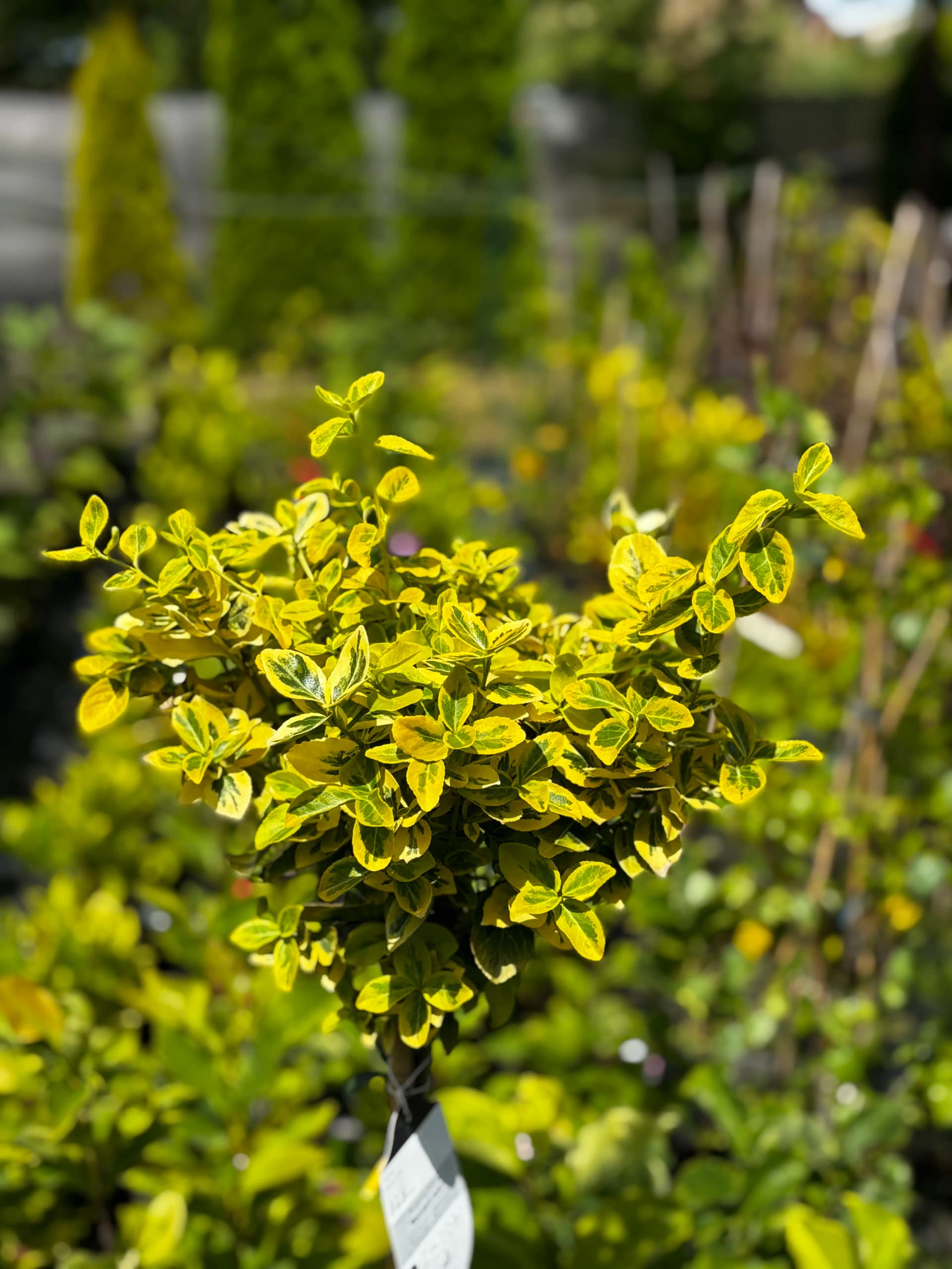 Trzmielina Emerald Gold na pniu – Trzmieliny