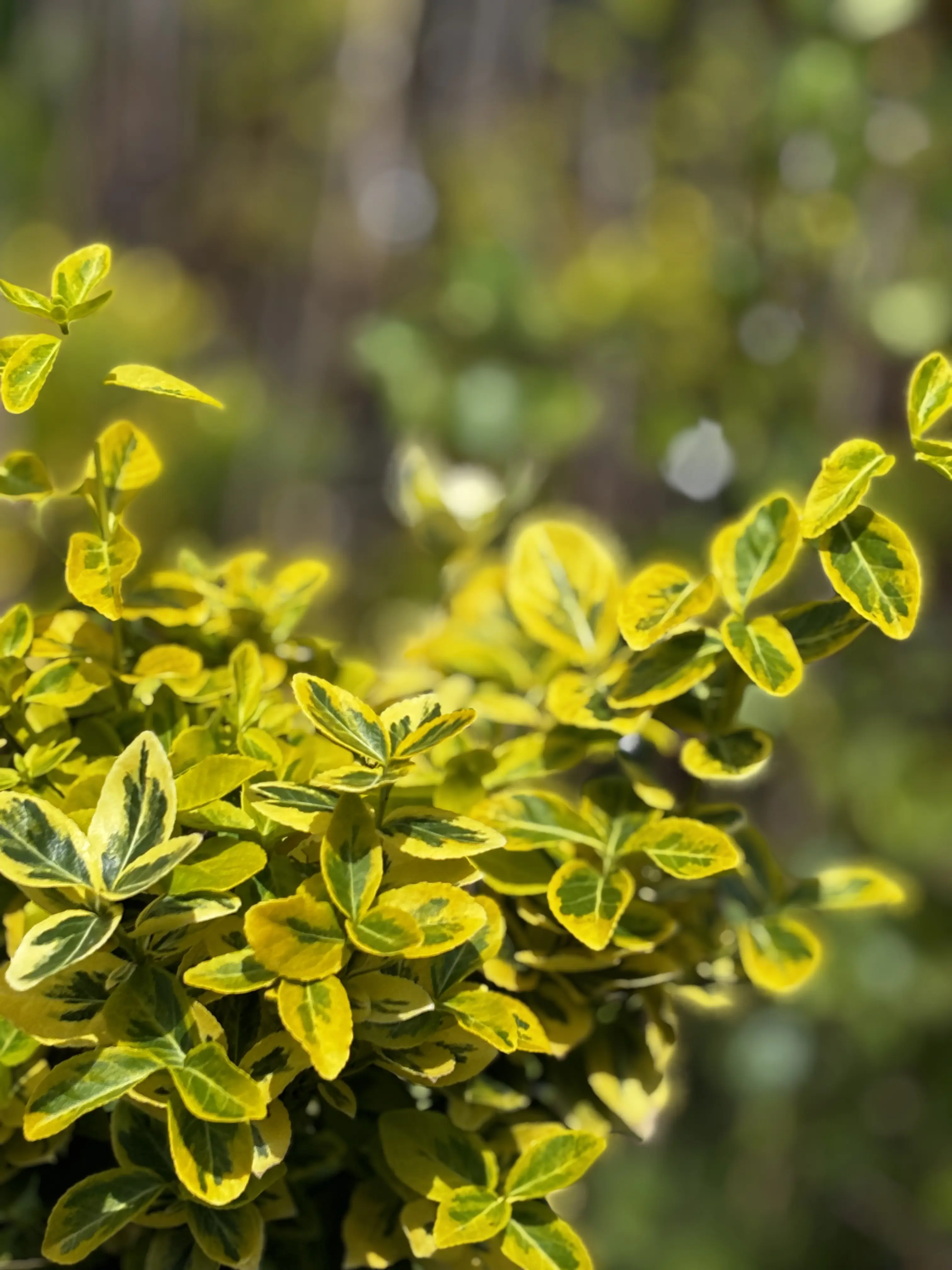 Trzmielina Emerald Gold na pniu z bliska