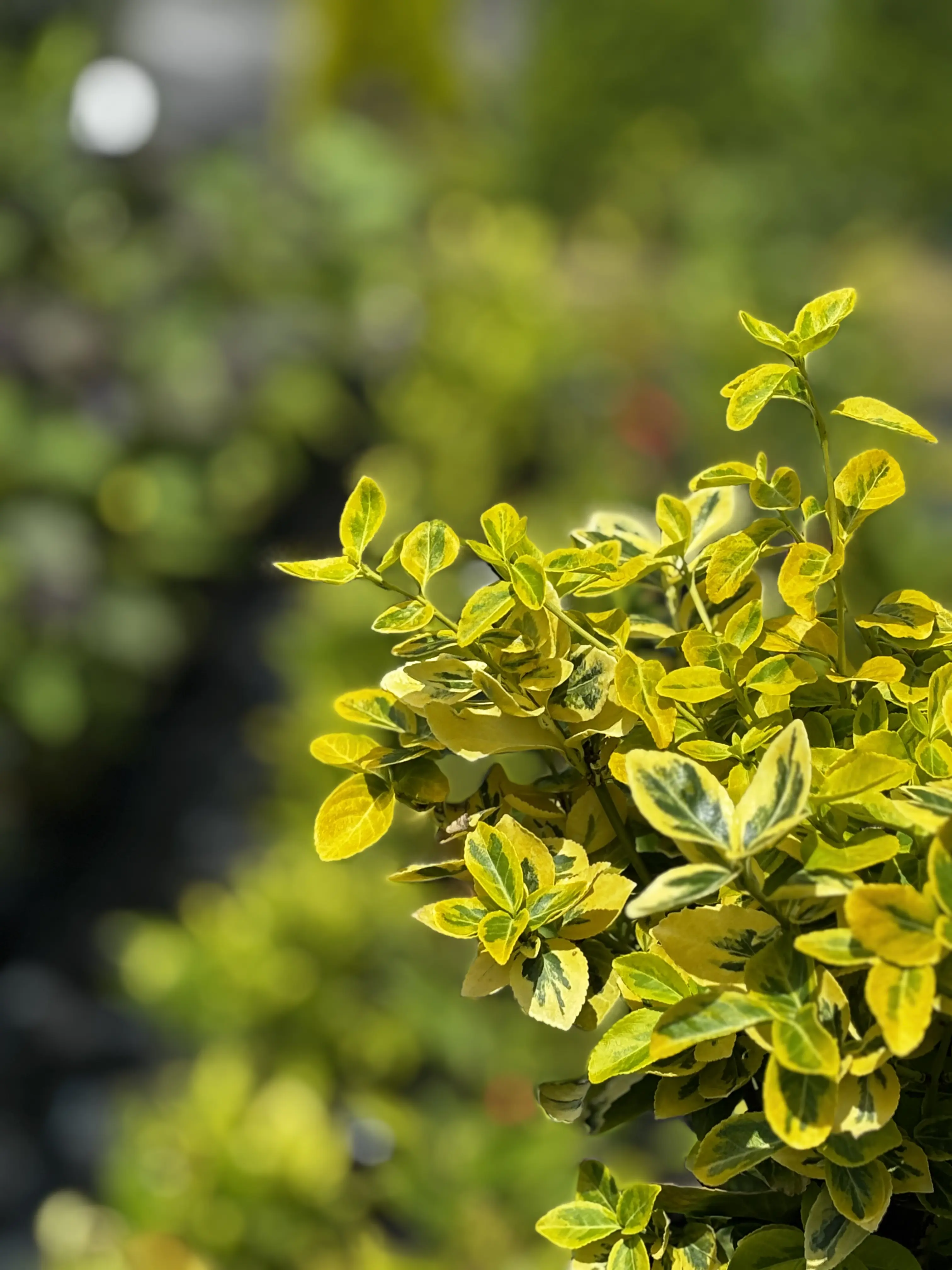Trzmielina Emerald Gold na pniu (Euonymus fortunei 'Emerald 'n' Gold' (forma szczepiona na pniu)), Trzmieliny z produkcji Świat Roślin, zdjęcie 3