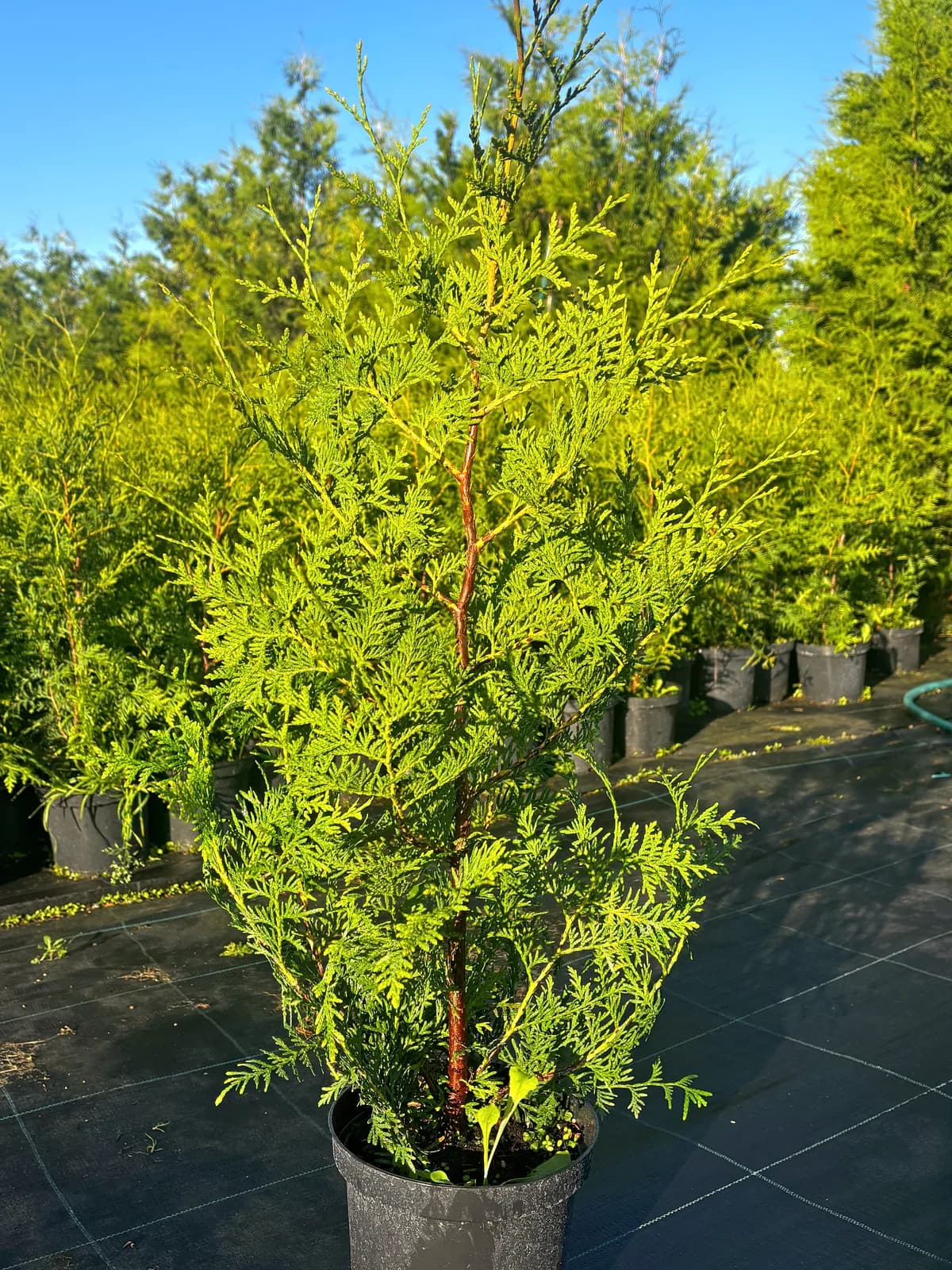 Tuja Brabant (Thuja occidentalis 'Brabant'), Żywopłoty z produkcji Świat Roślin, zdjęcie 1