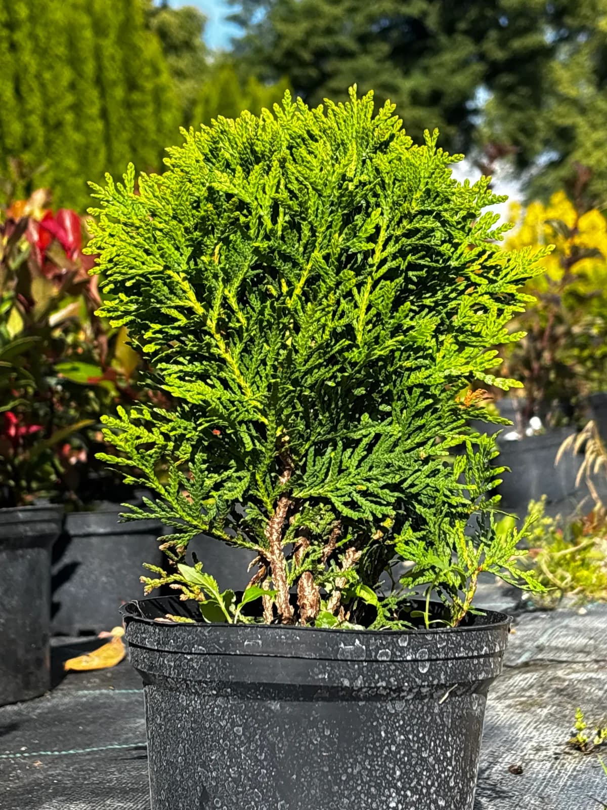 Tuja Danica (Thuja occidentalis 'Danica'), Iglaki z produkcji Świat Roślin, zdjęcie 1