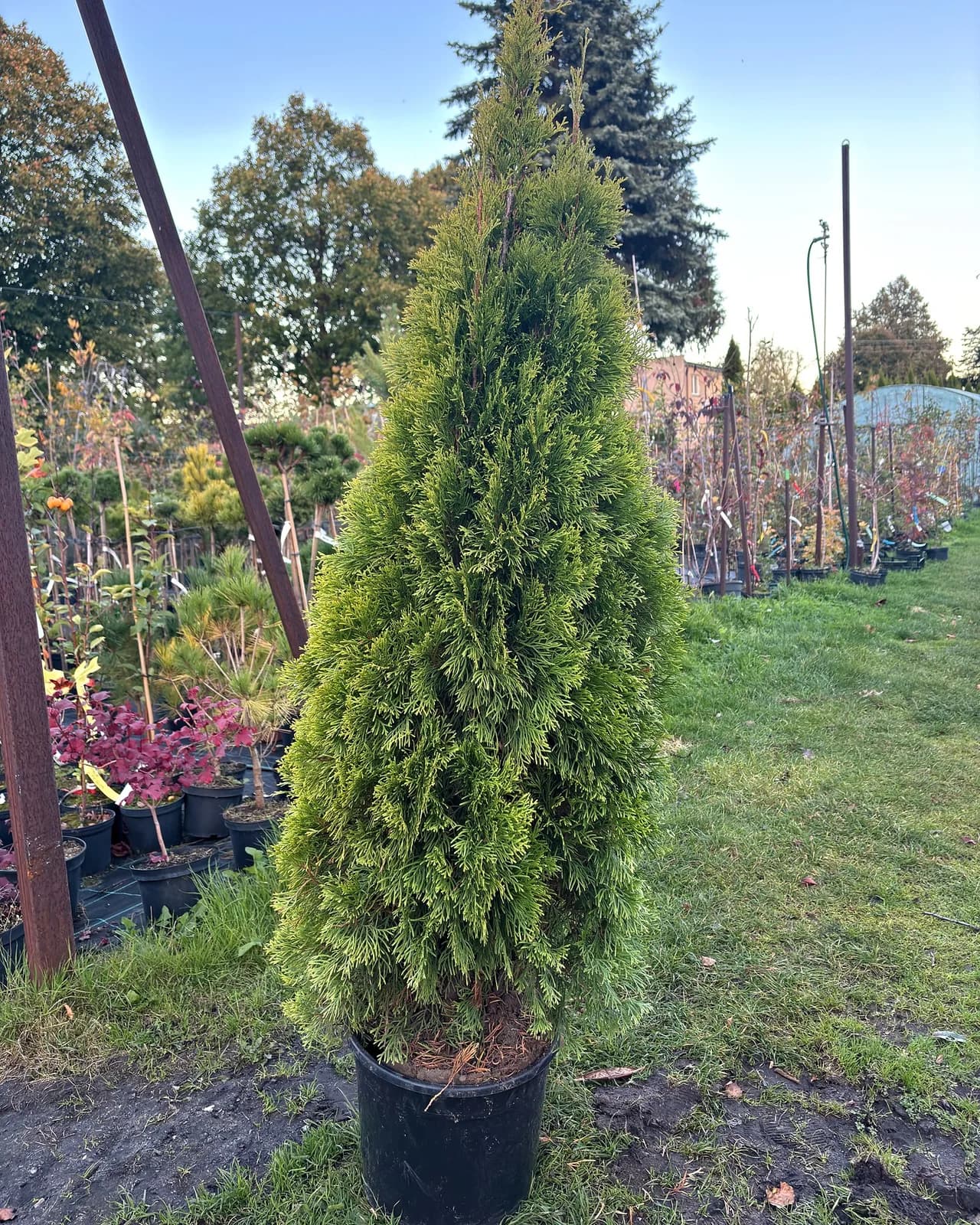 Tuja Kórnik (Thuja plicata 'Kórnik'), Żywopłoty z produkcji Świat Roślin, zdjęcie 1