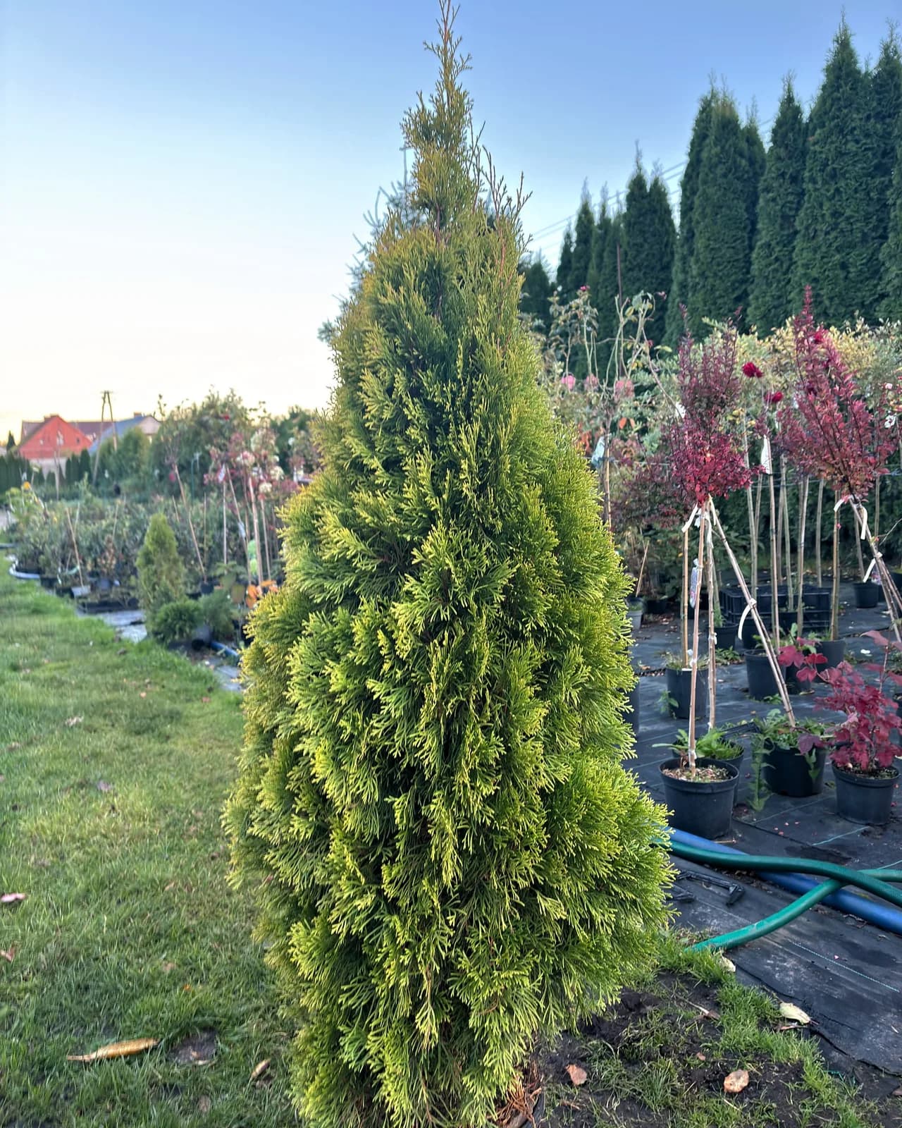 Tuja Kórnik (Thuja plicata 'Kórnik'), Żywopłoty z produkcji Świat Roślin, zdjęcie 3