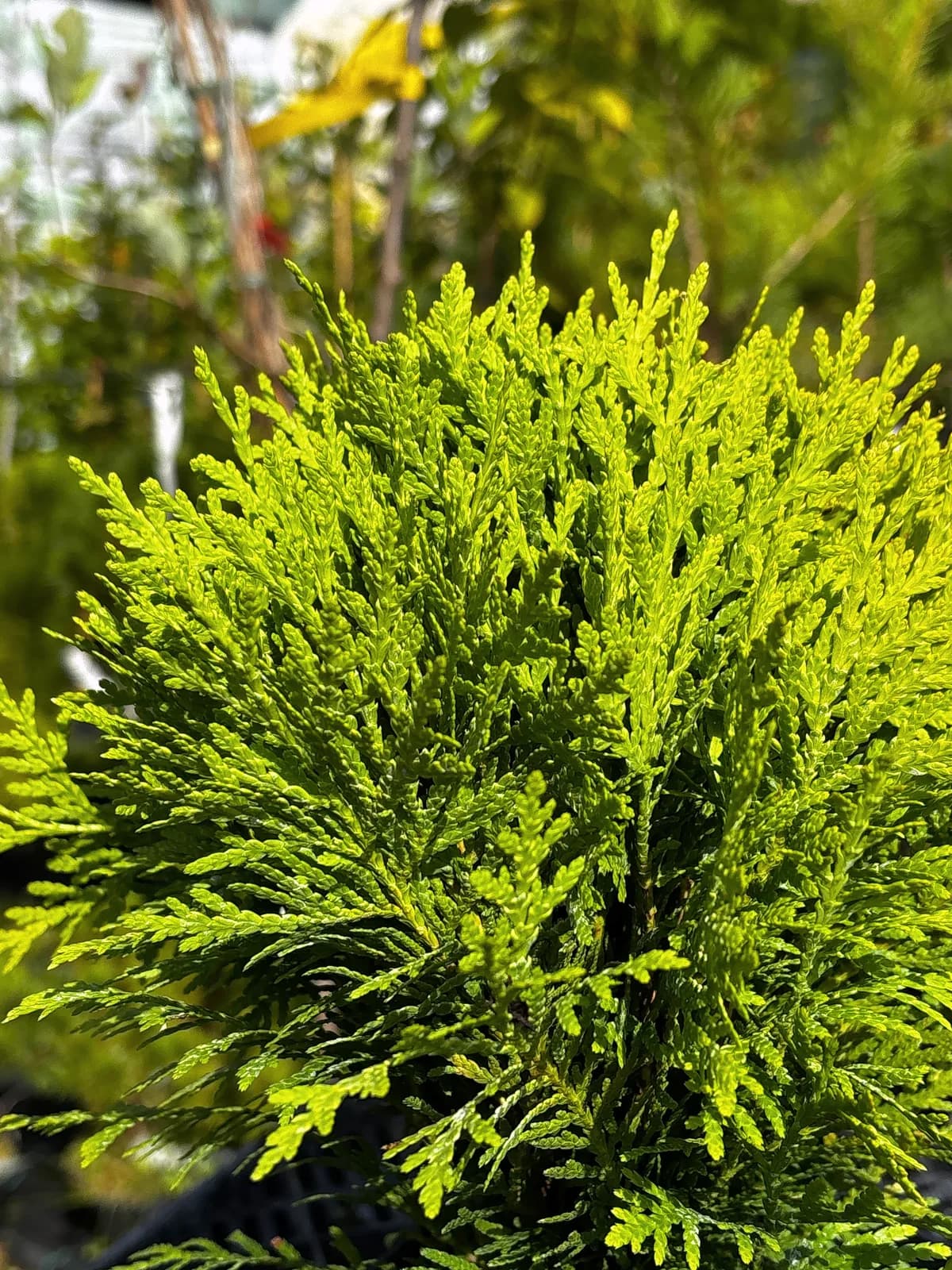 Tuja Mirjam (Thuja occidentalis 'Mirjam' PBR), Iglaki z produkcji Świat Roślin, zdjęcie 5