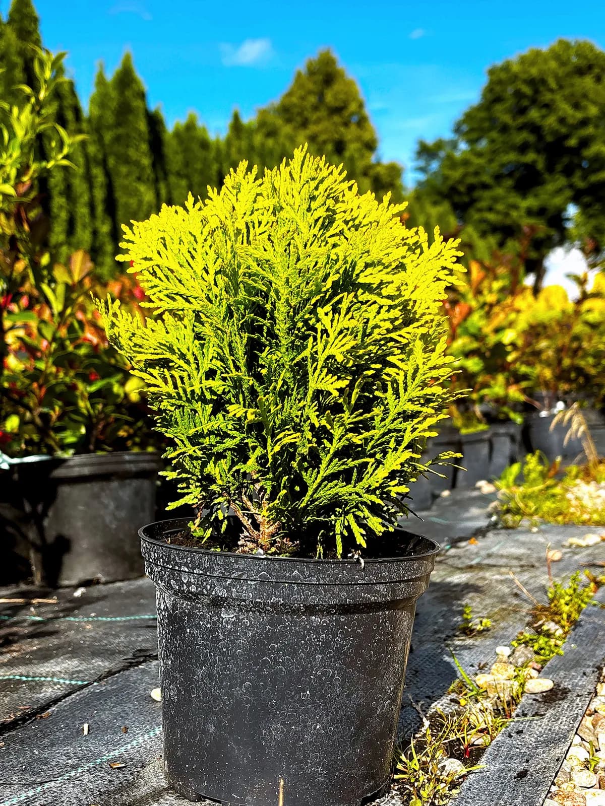 Tuja Mirjam (Thuja occidentalis 'Mirjam' PBR), Iglaki z produkcji Świat Roślin, zdjęcie 1