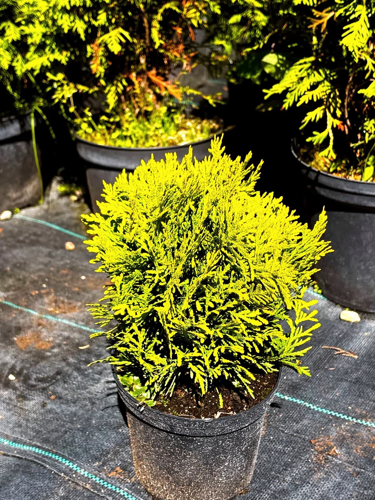 Tuja Mirjam (Thuja occidentalis 'Mirjam' PBR), Iglaki z produkcji Świat Roślin, zdjęcie 3