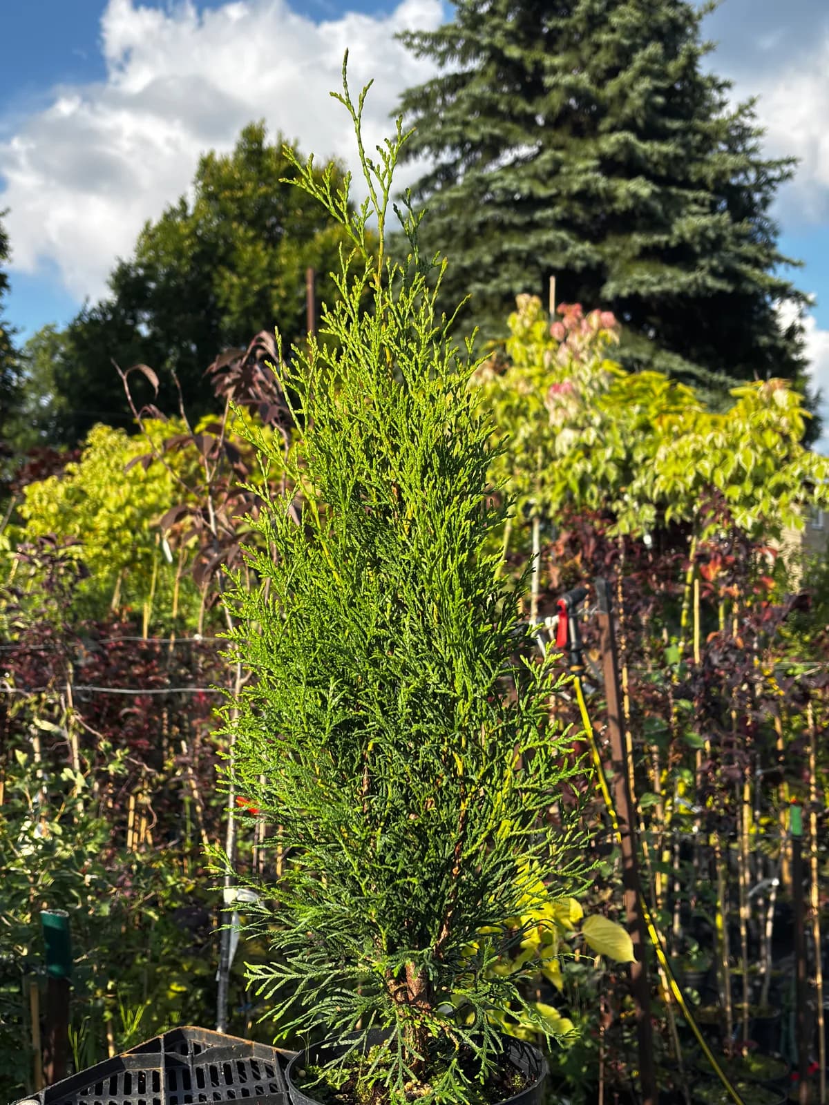 Tuja Szmaragd (Thuja occidentalis 'Smaragd'), Żywopłoty z produkcji Świat Roślin, zdjęcie 3