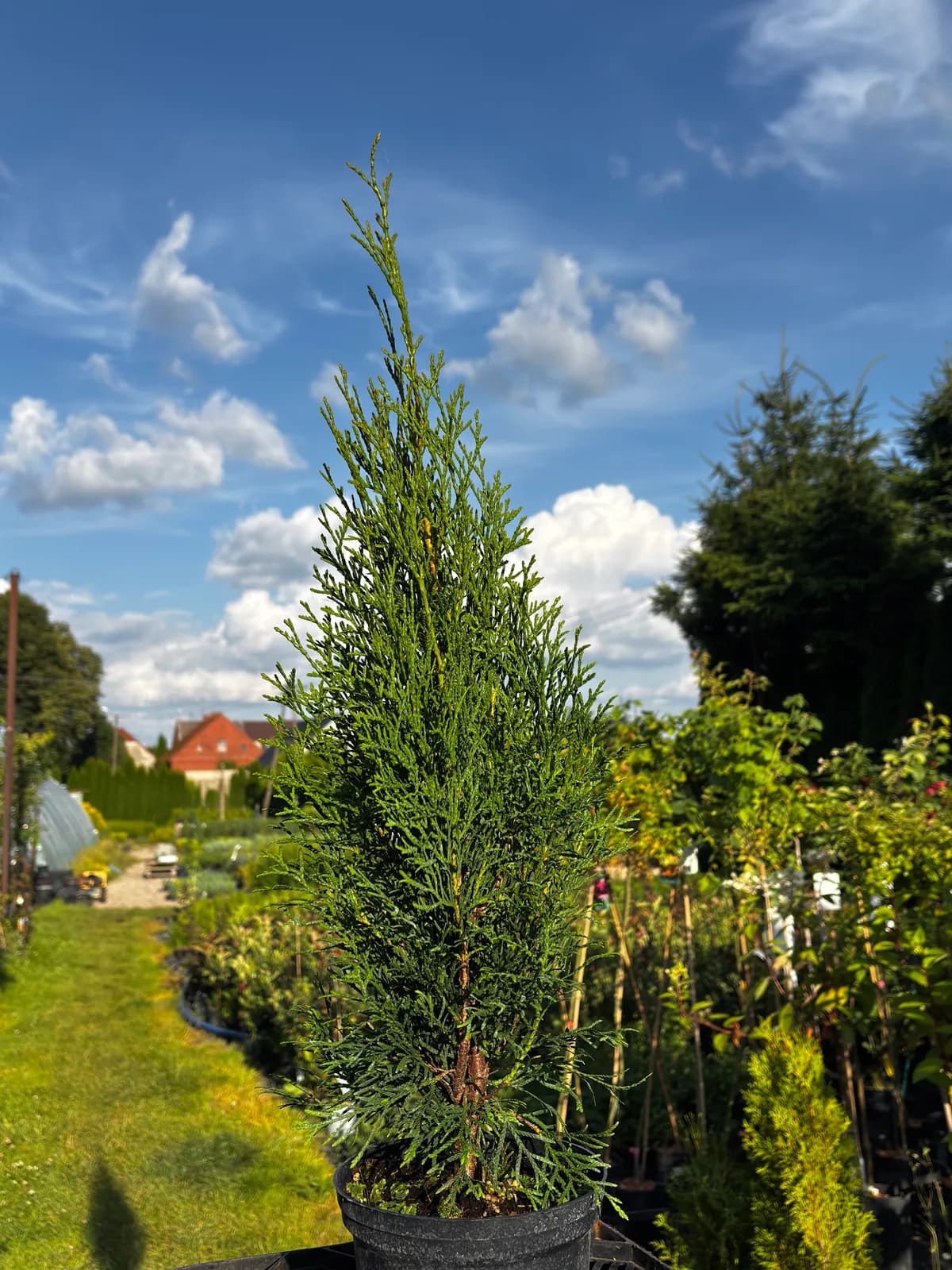 Tuja Szmaragd – Żywopłoty