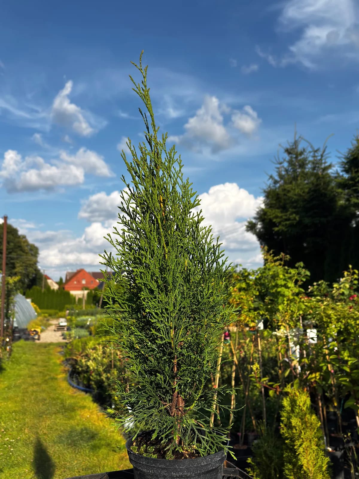 Tuja Szmaragd (Thuja occidentalis 'Smaragd'), Żywopłoty z produkcji Świat Roślin, zdjęcie 1