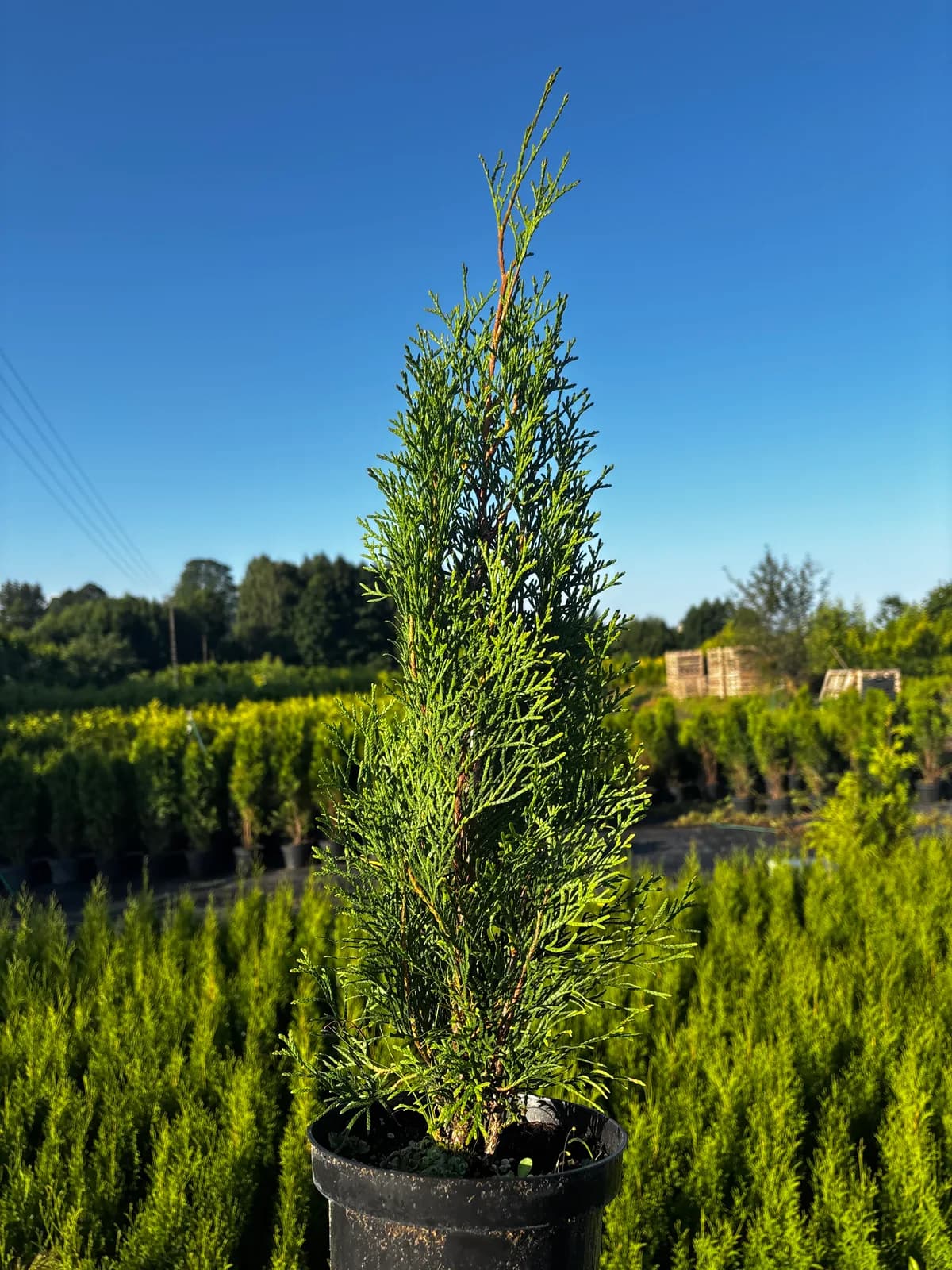 Tuja Szmaragd (Thuja occidentalis 'Smaragd'), Żywopłoty z produkcji Świat Roślin, zdjęcie 3