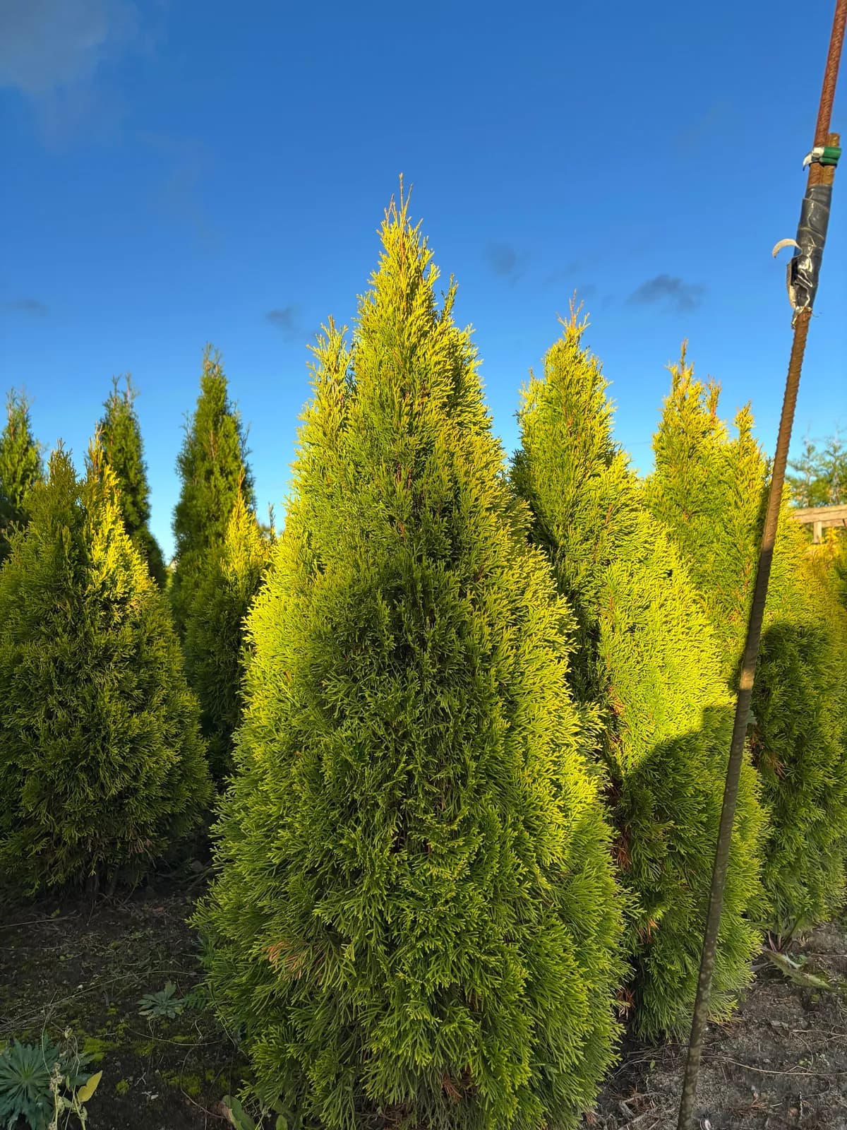 Tuja Golden Smaragd (Thuja occidentalis 'Janed Gold' (GOLDEN SMARAGD)), Żywopłoty z produkcji Świat Roślin, zdjęcie 3