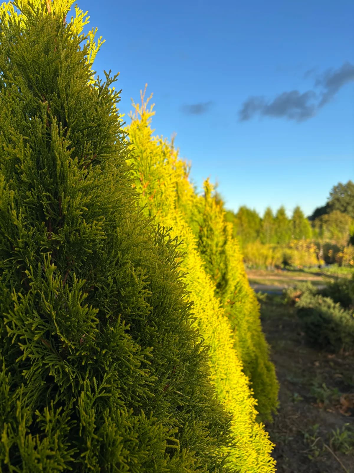 Tuja Golden Smaragd (Thuja occidentalis 'Janed Gold' (GOLDEN SMARAGD)), Żywopłoty z produkcji Świat Roślin, zdjęcie 5