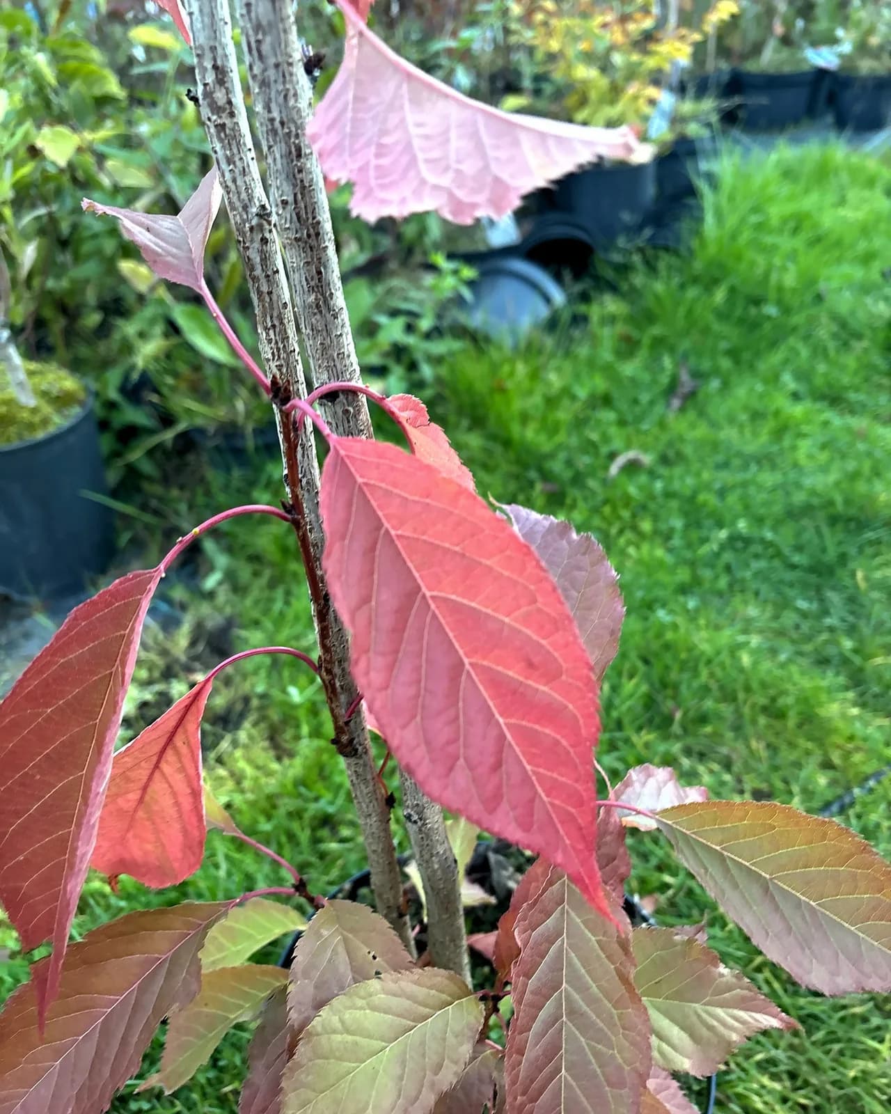 Wiśnia piłkowana Amanogawa (Prunus serrulata 'Amanogawa'), Drzewa ozdobne z produkcji Świat Roślin, zdjęcie 3