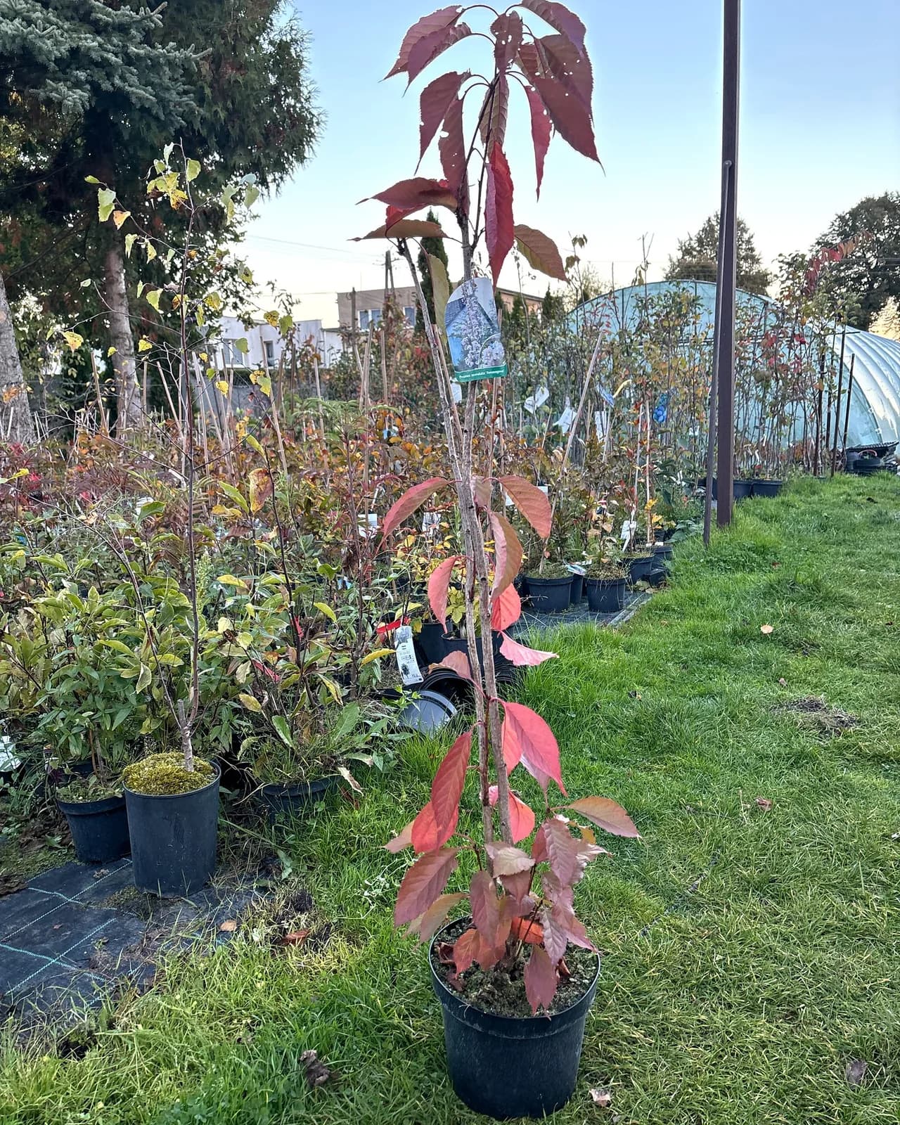 Wiśnia piłkowana Amanogawa (Prunus serrulata 'Amanogawa'), Drzewa ozdobne z produkcji Świat Roślin, zdjęcie 1