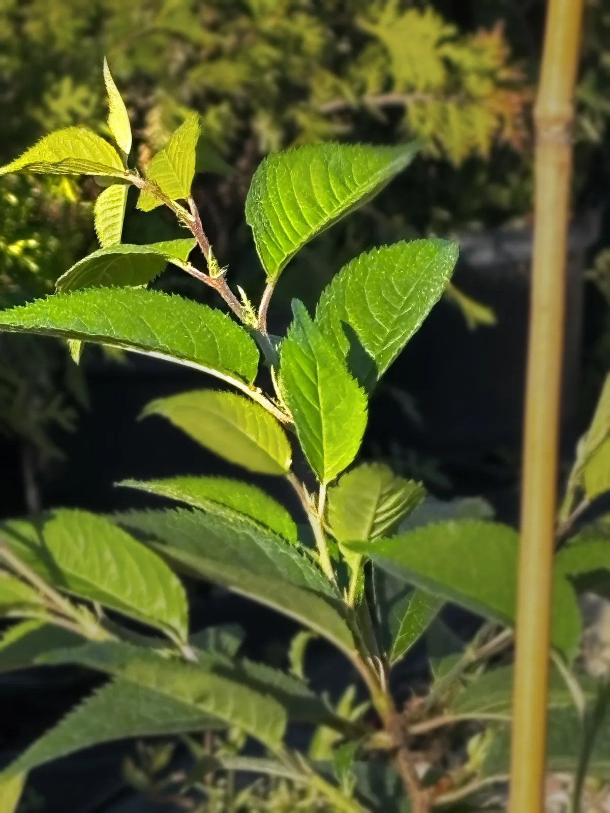 Wiśnia różowa Autumnalis Rosea (Prunus × subhirtella 'Autumnalis Rosea'), Drzewa ozdobne z produkcji Świat Roślin, zdjęcie 1