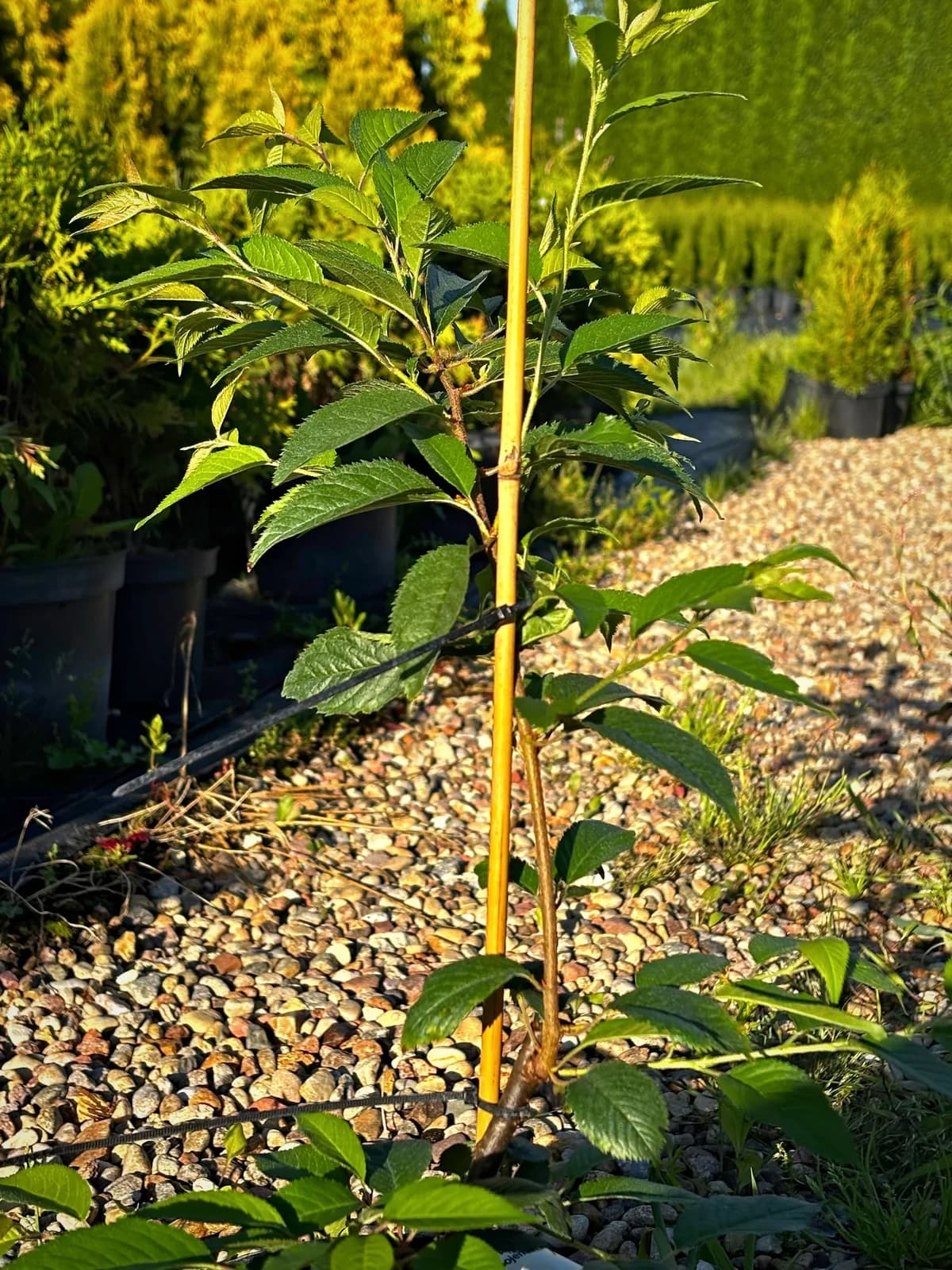 Wiśnia różowa Autumnalis Rosea z bliska