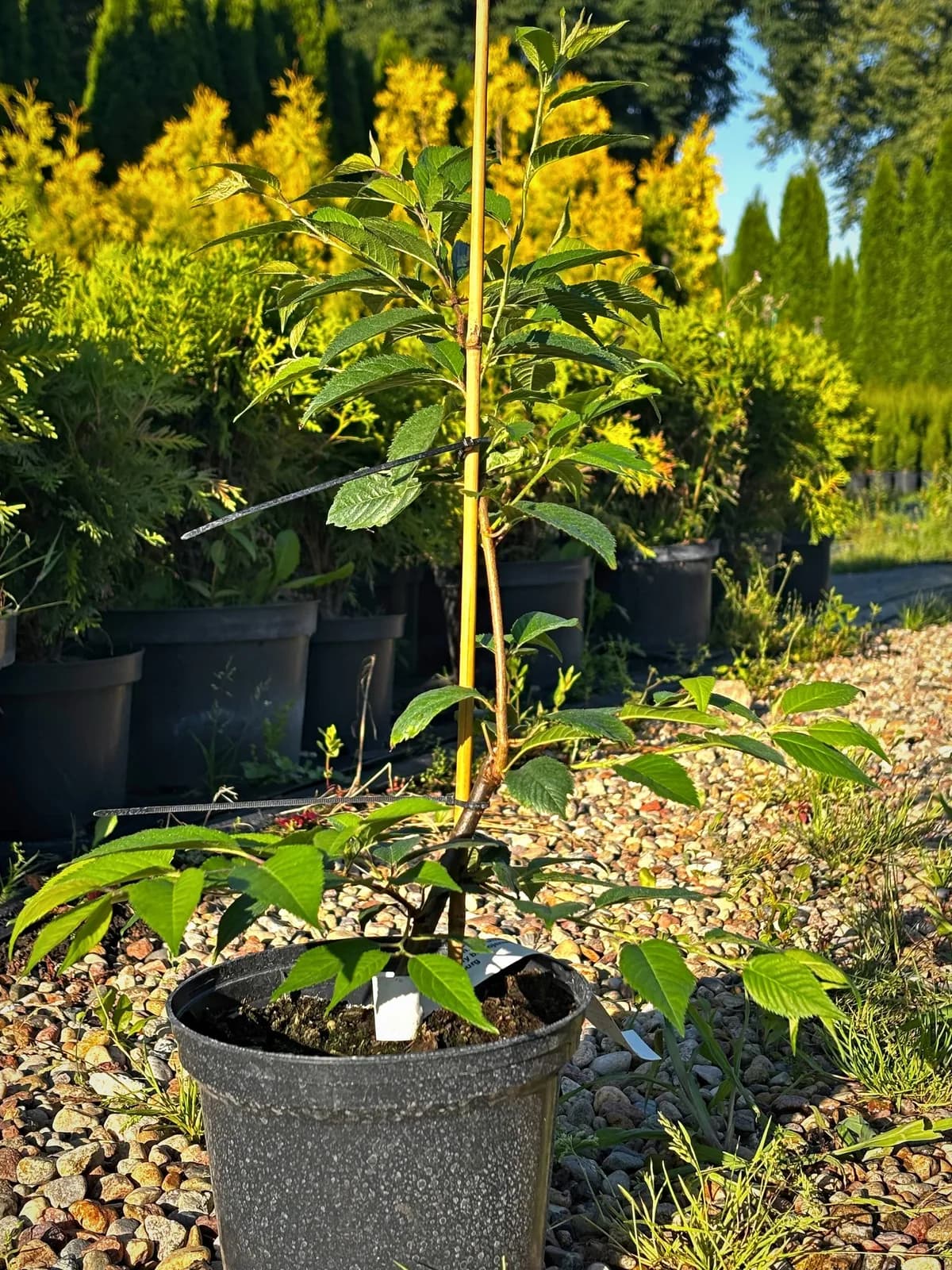 Wiśnia różowa Autumnalis Rosea (Prunus × subhirtella 'Autumnalis Rosea'), Drzewa ozdobne z produkcji Świat Roślin, zdjęcie 3